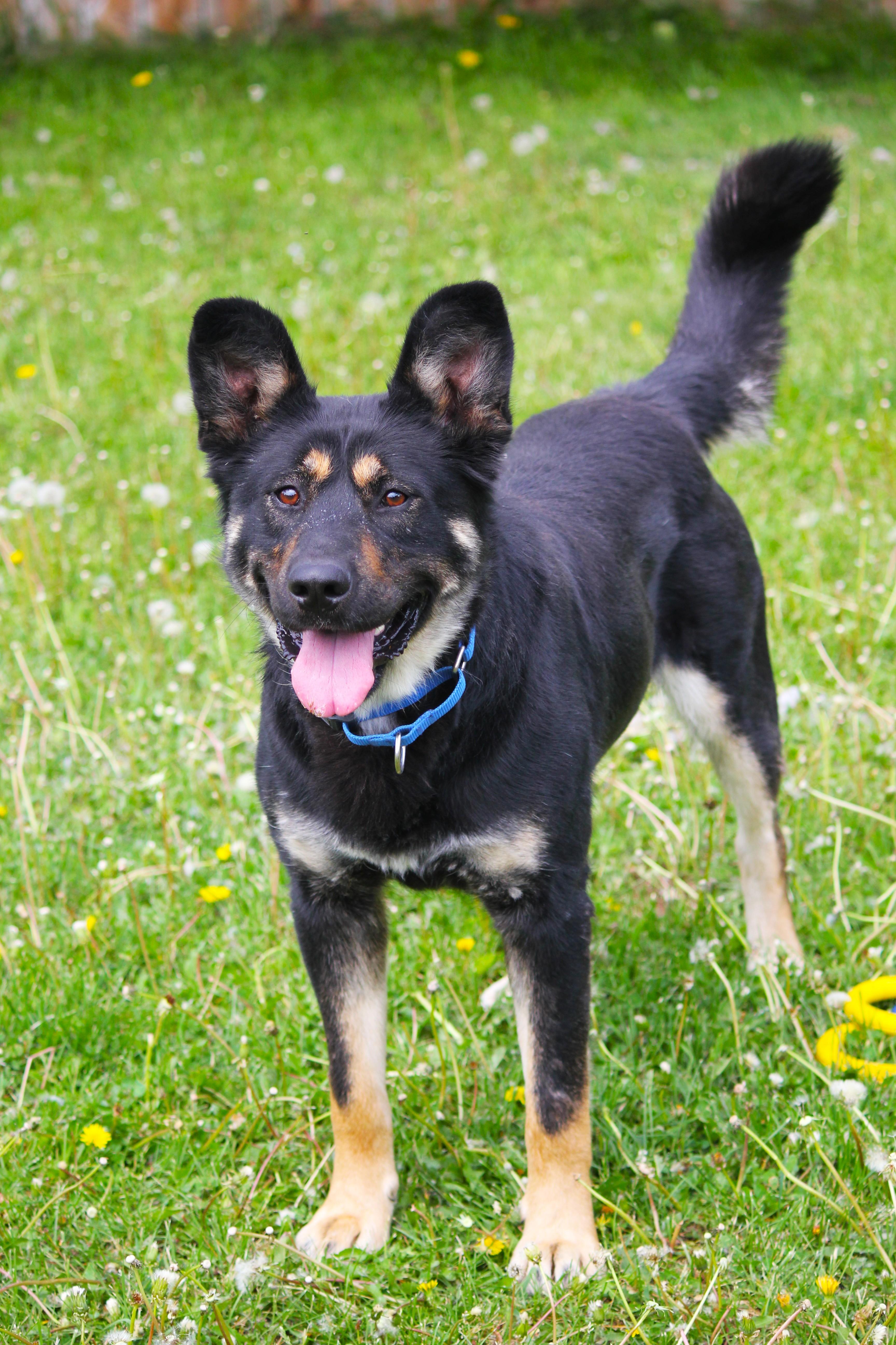 Bruno, a ADOPTABLE mixed breed in Hayward, WI image 2/3