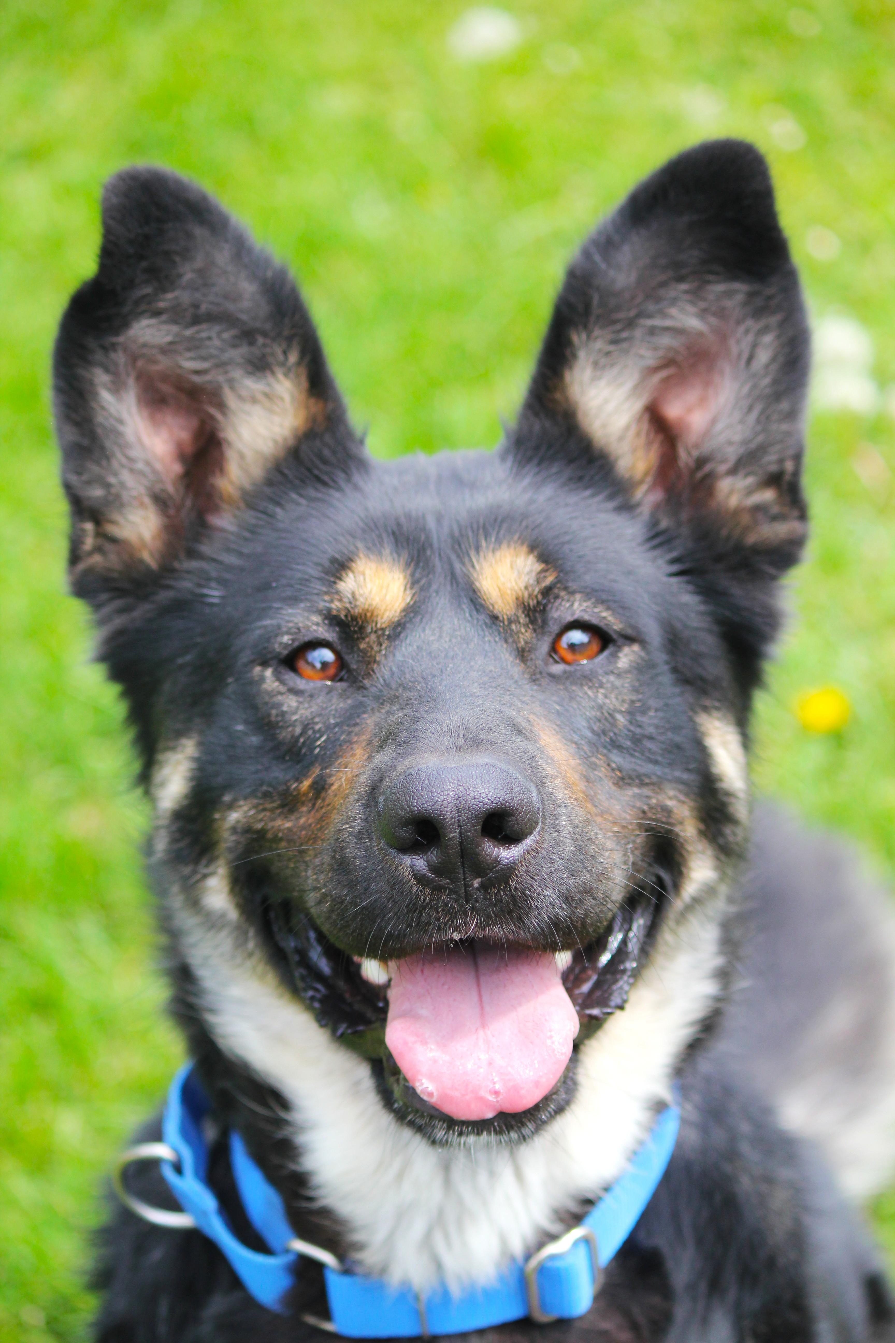 Bruno, a ADOPTABLE mixed breed in Hayward, WI image 1/3