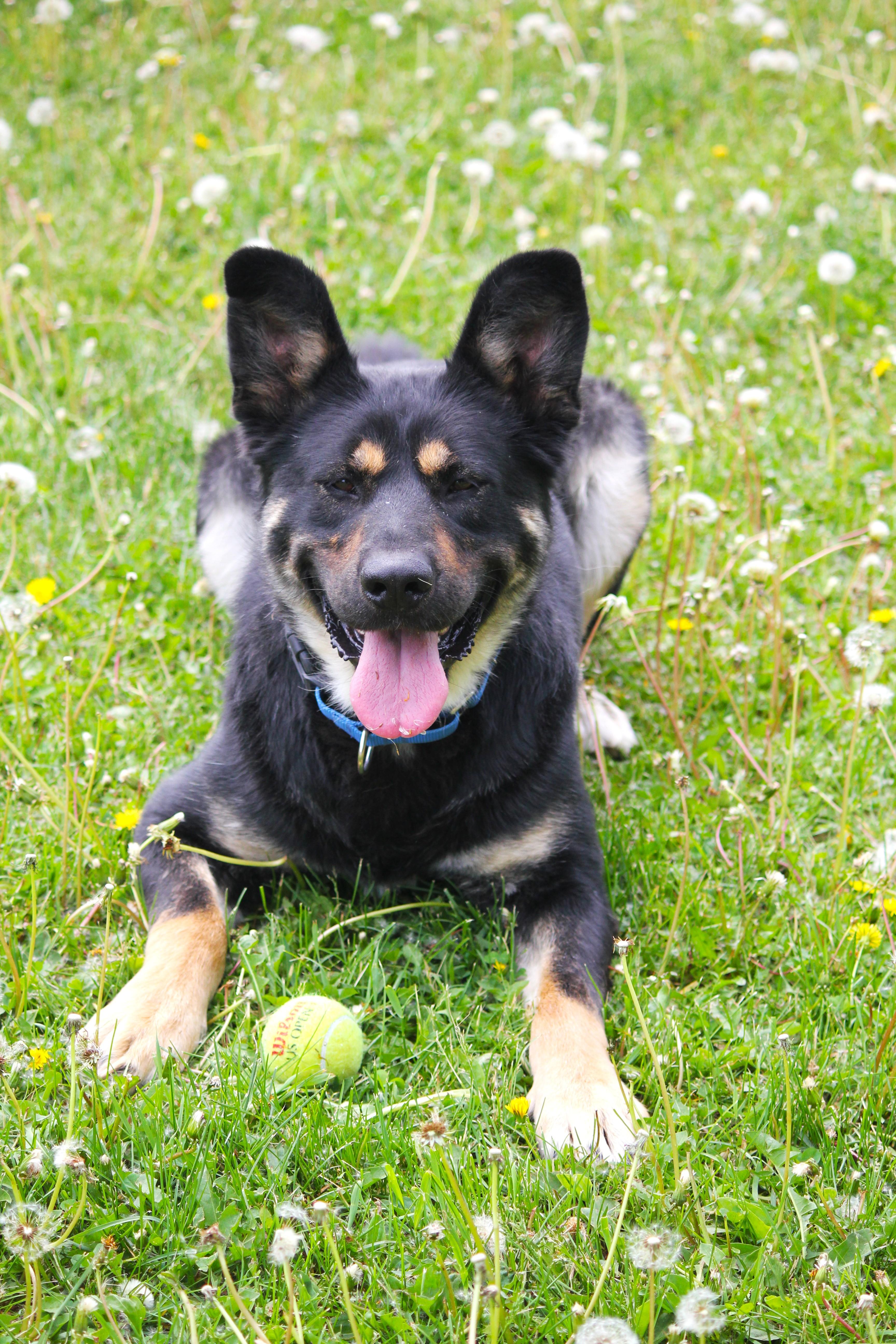 Bruno, a ADOPTABLE mixed breed in Hayward, WI image 3/3