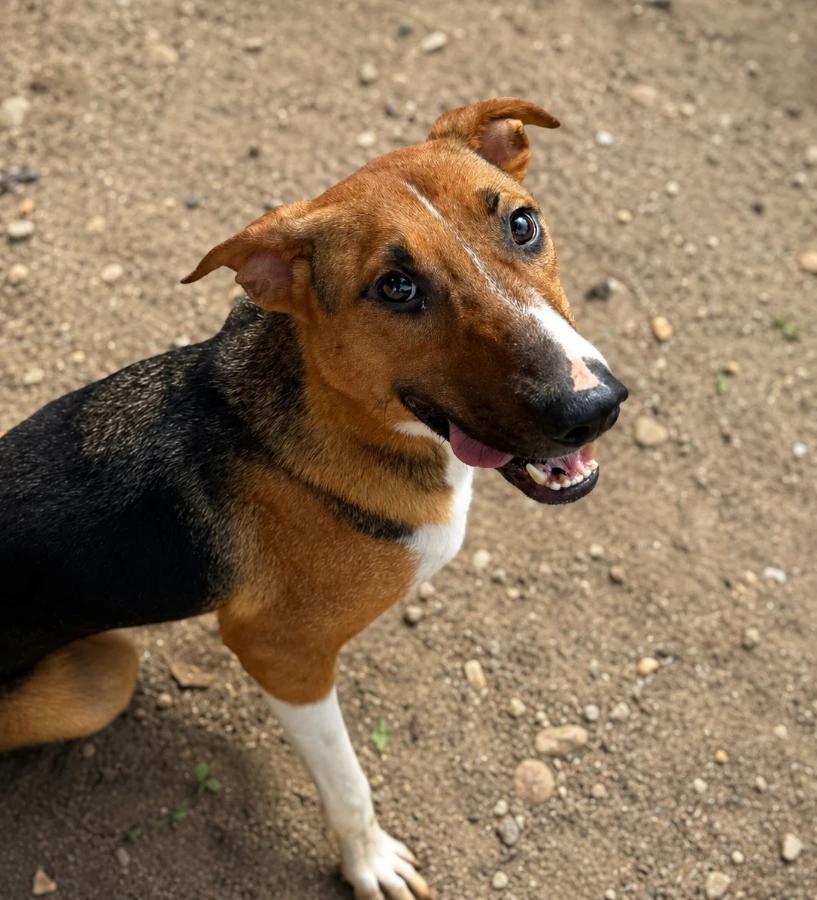 Ginger, Adoptable, Young Female Mixed Breed.