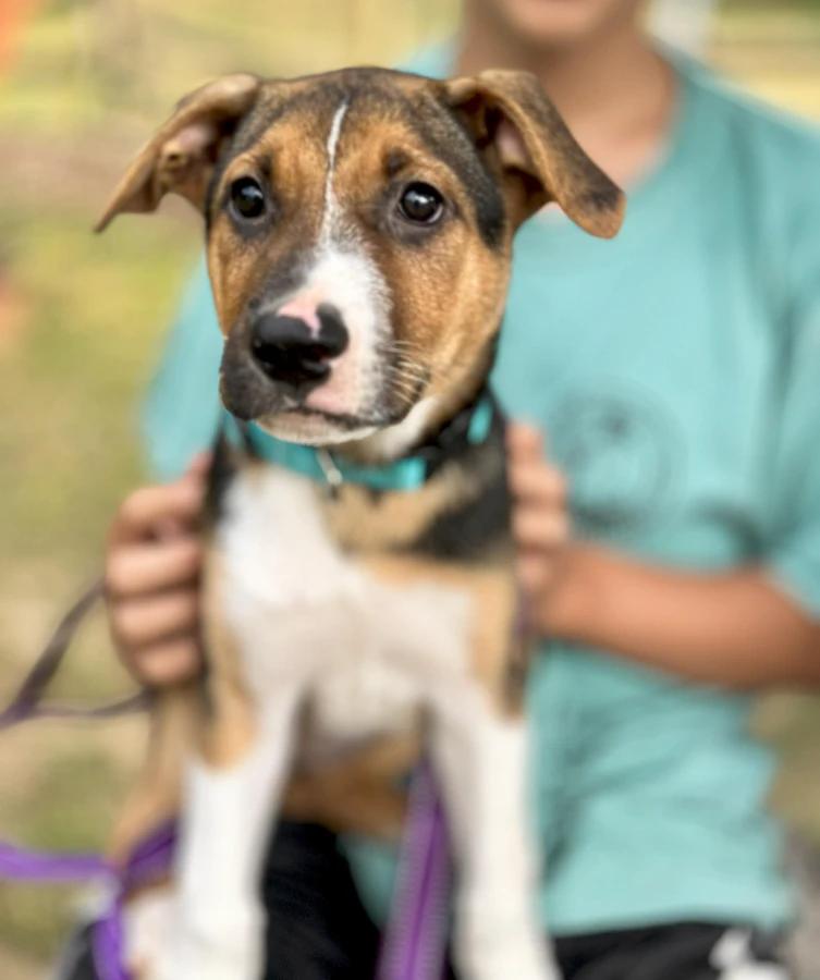 Ginger, Adoptable, Puppy Female Mixed Breed.