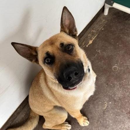 Zena