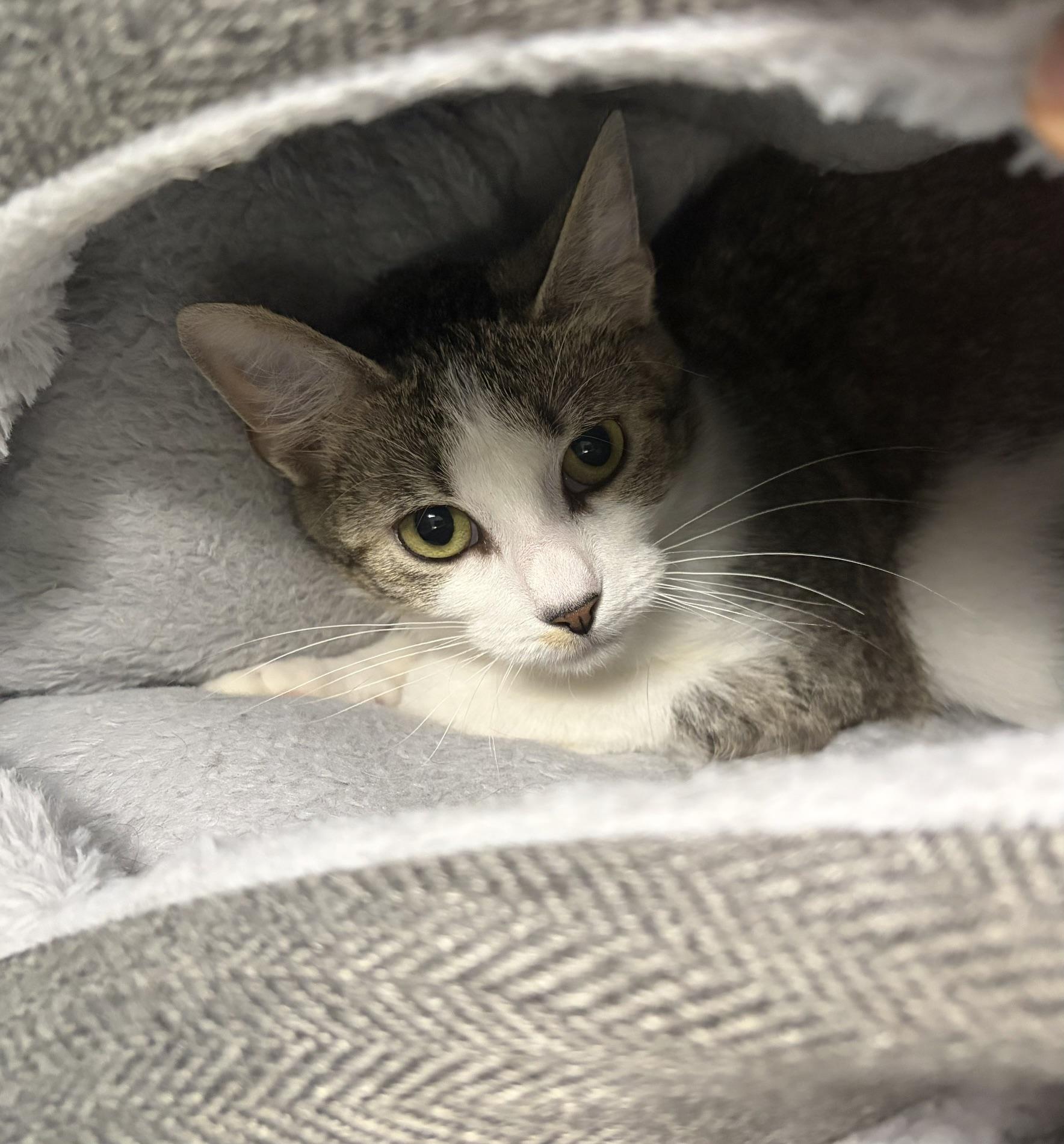 Enlarge Anita, a ADOPTABLE Domestic Short Hair in Seneca, PA image 1/1