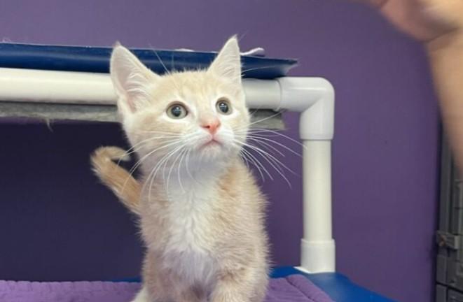 Elton John, Baby Male Tabby