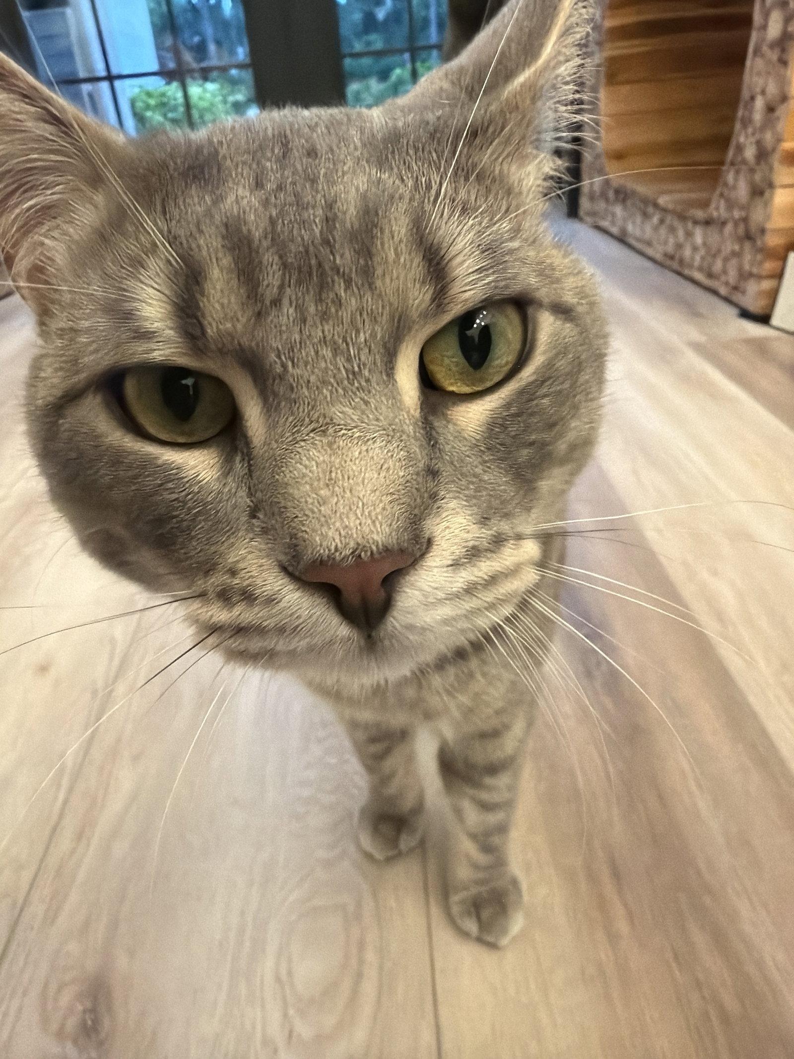 Enlarge Loki, a Adoptable Domestic Short Hair in Naples, FL image 2/3