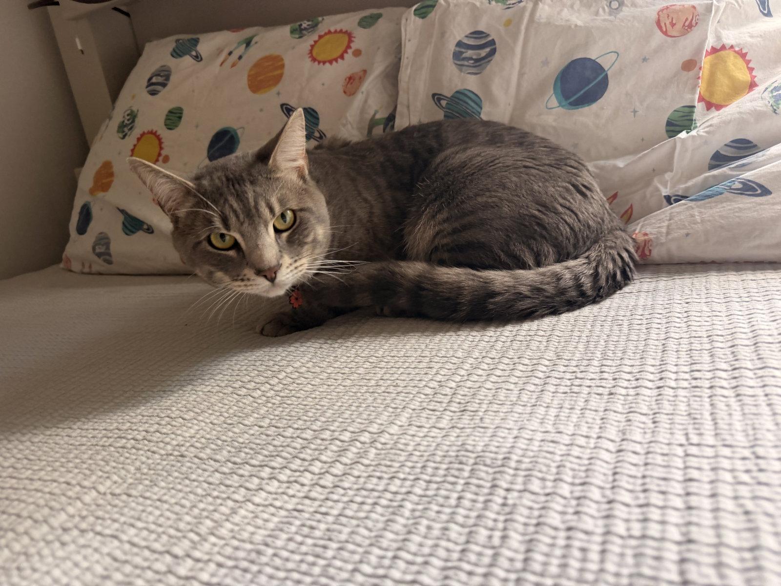 Enlarge Loki, a Adoptable Domestic Short Hair in Naples, FL image 3/3