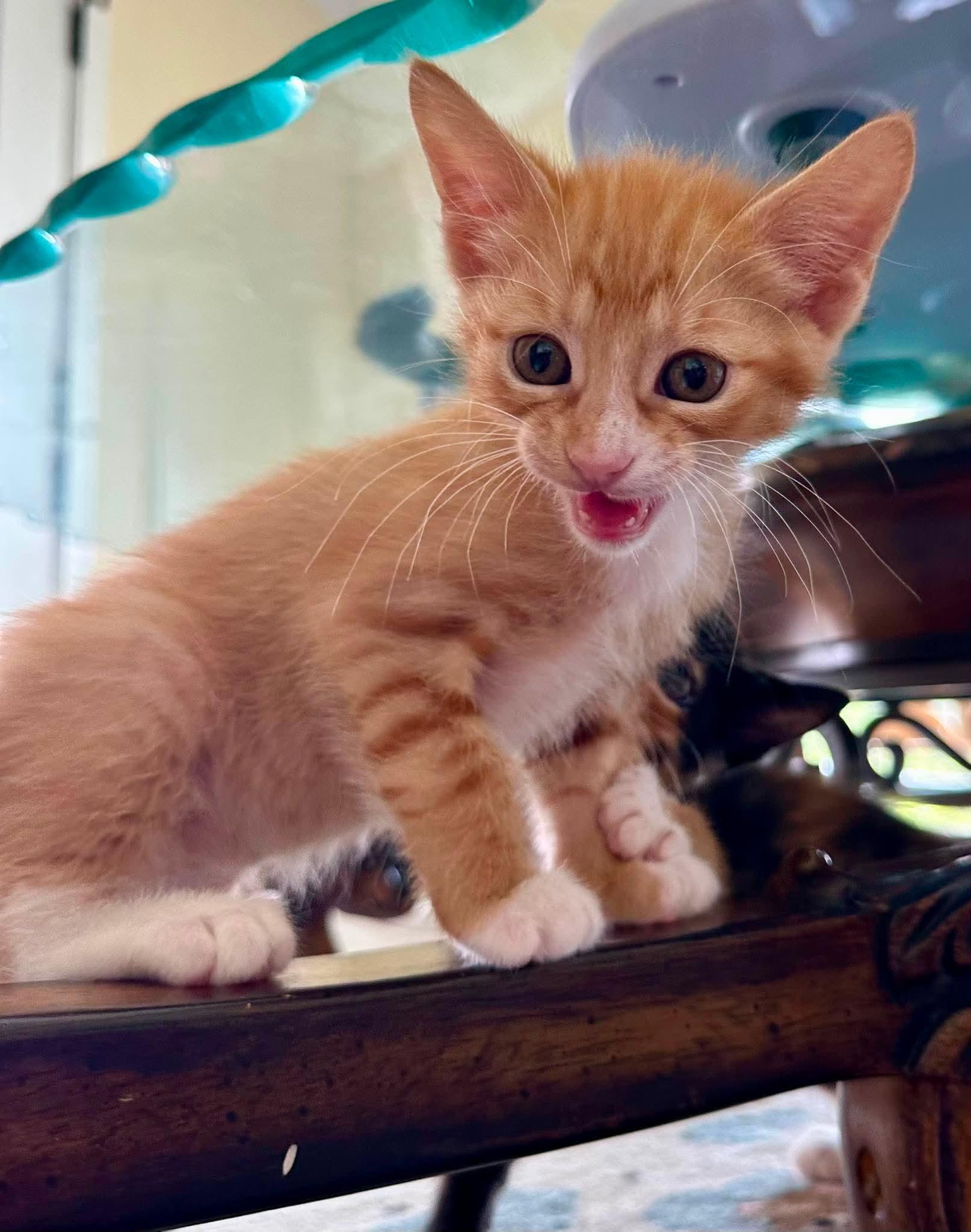 Butterscotch, a Adoptable Domestic Short Hair in Houston, TX image 1/2