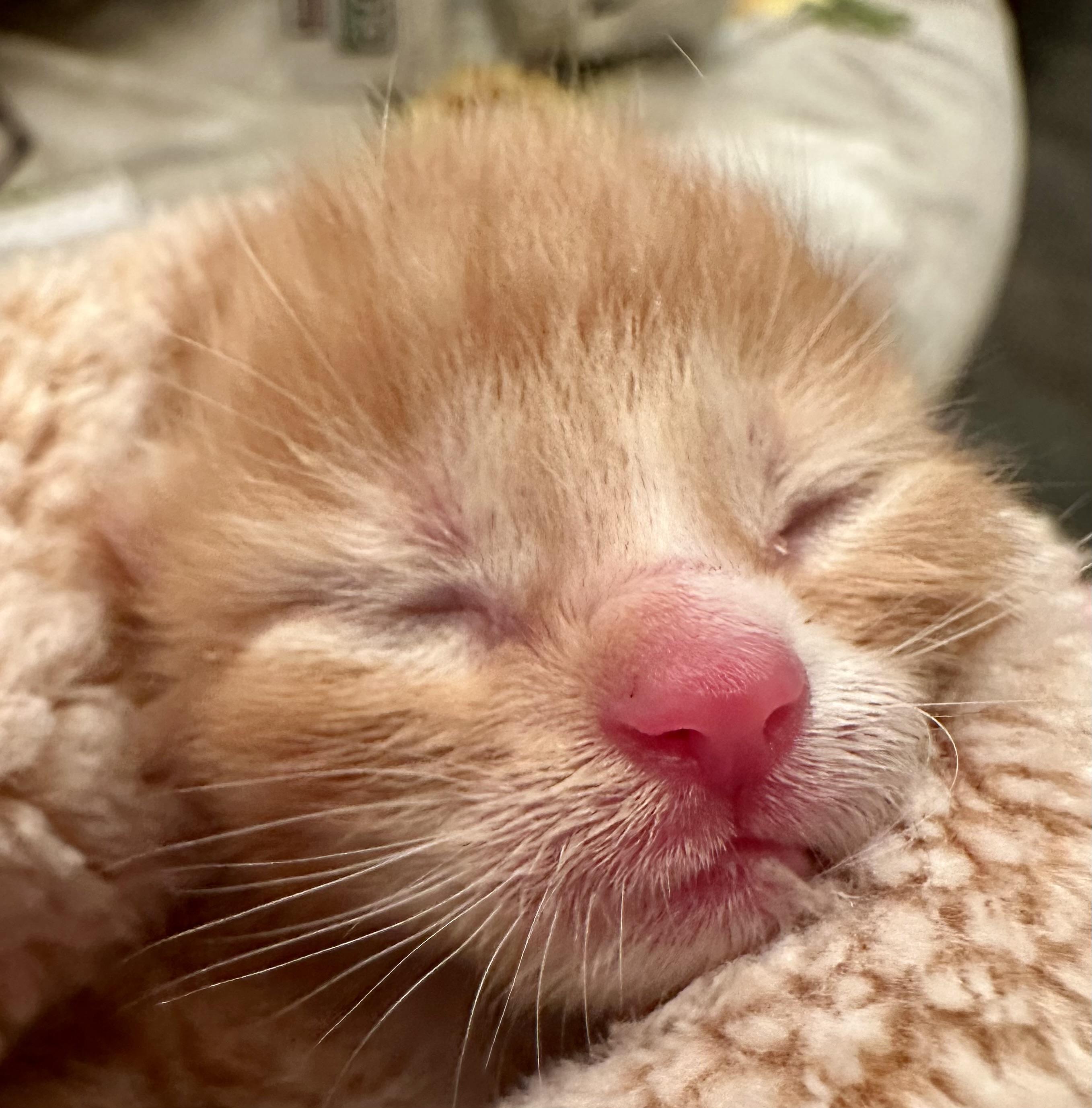 Butterscotch, a Adoptable Domestic Short Hair in Houston, TX image 2/2
