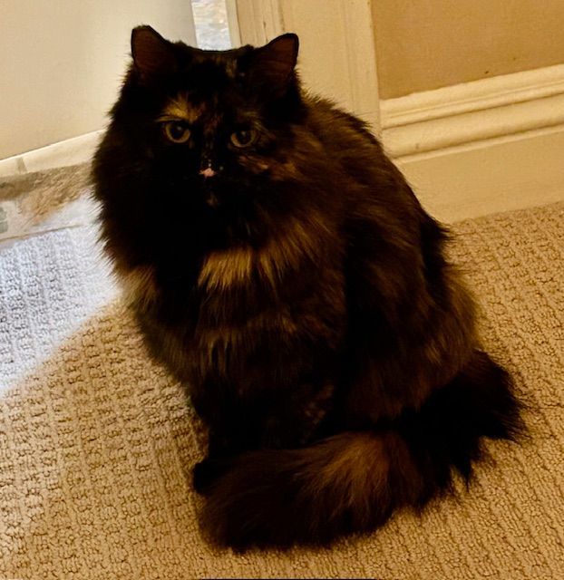Enlarge Rhapsody, a Adopted Domestic Medium Hair in Las Vegas, NV image 2/3