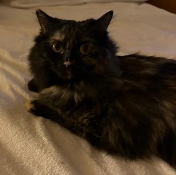 Enlarge Rhapsody, a Adopted Domestic Medium Hair in Las Vegas, NV image 3/3