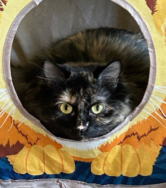 Rhapsody, Adopted, Young Female Domestic Medium Hair.