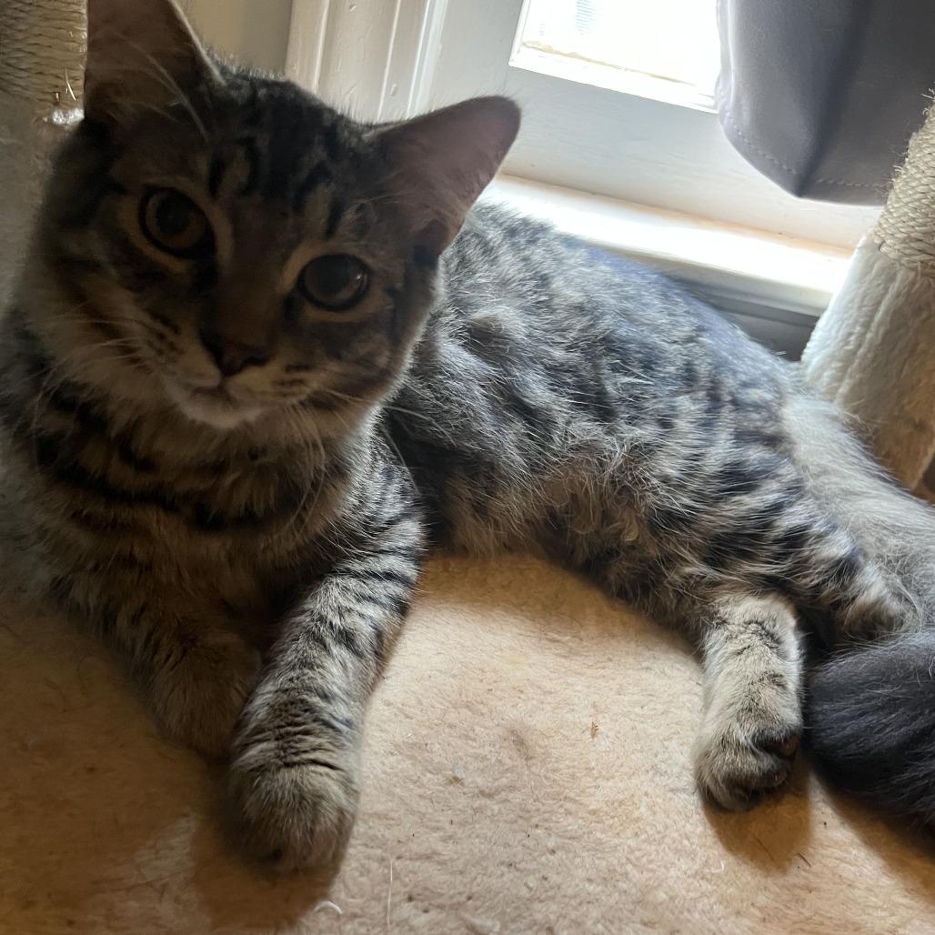 Asher, a Adoptable Domestic Short Hair in Atlanta, GA image 1/6