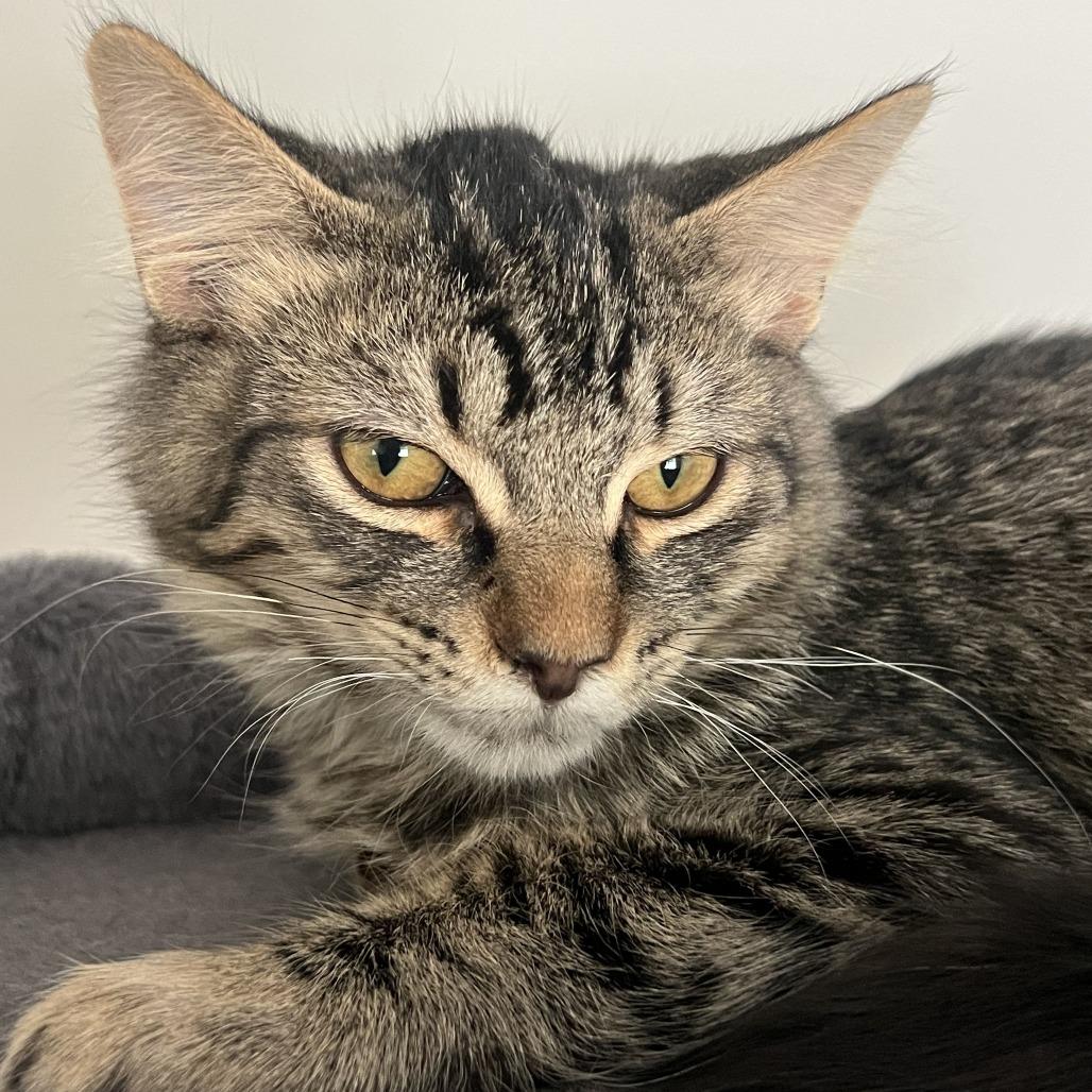 Asher, a Adoptable Domestic Short Hair in Atlanta, GA image 2/6