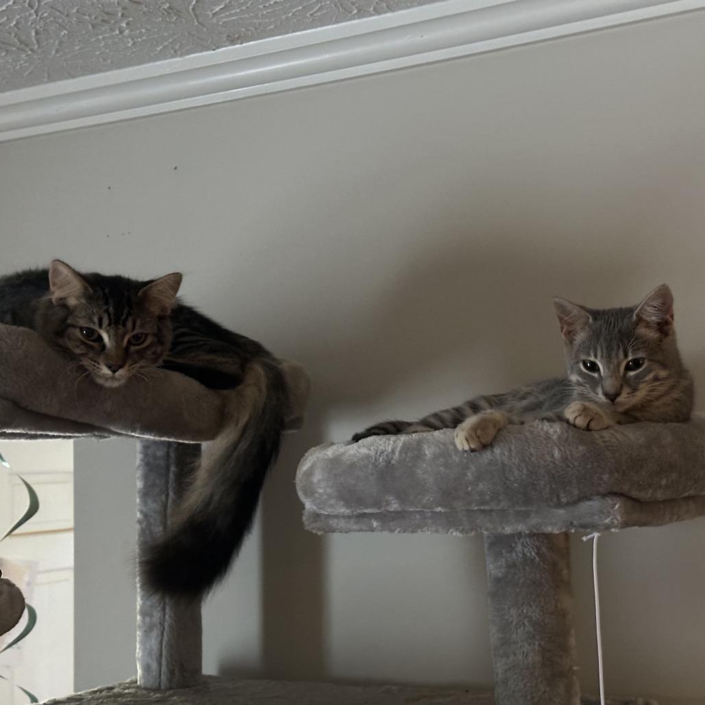 Asher, a Adoptable Domestic Short Hair in Atlanta, GA image 3/6