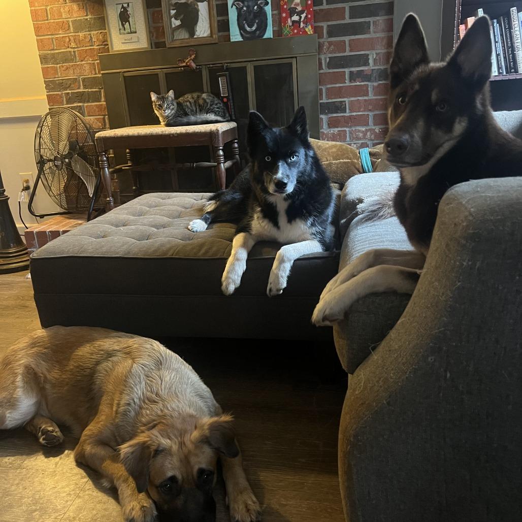 Asher, a Adoptable Domestic Short Hair in Atlanta, GA image 4/6