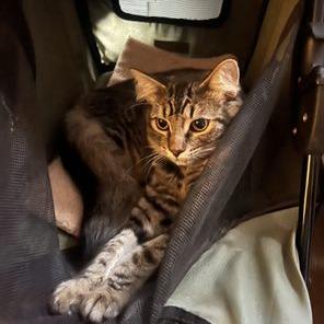 Asher, a Adoptable Domestic Short Hair in Atlanta, GA image 5/6