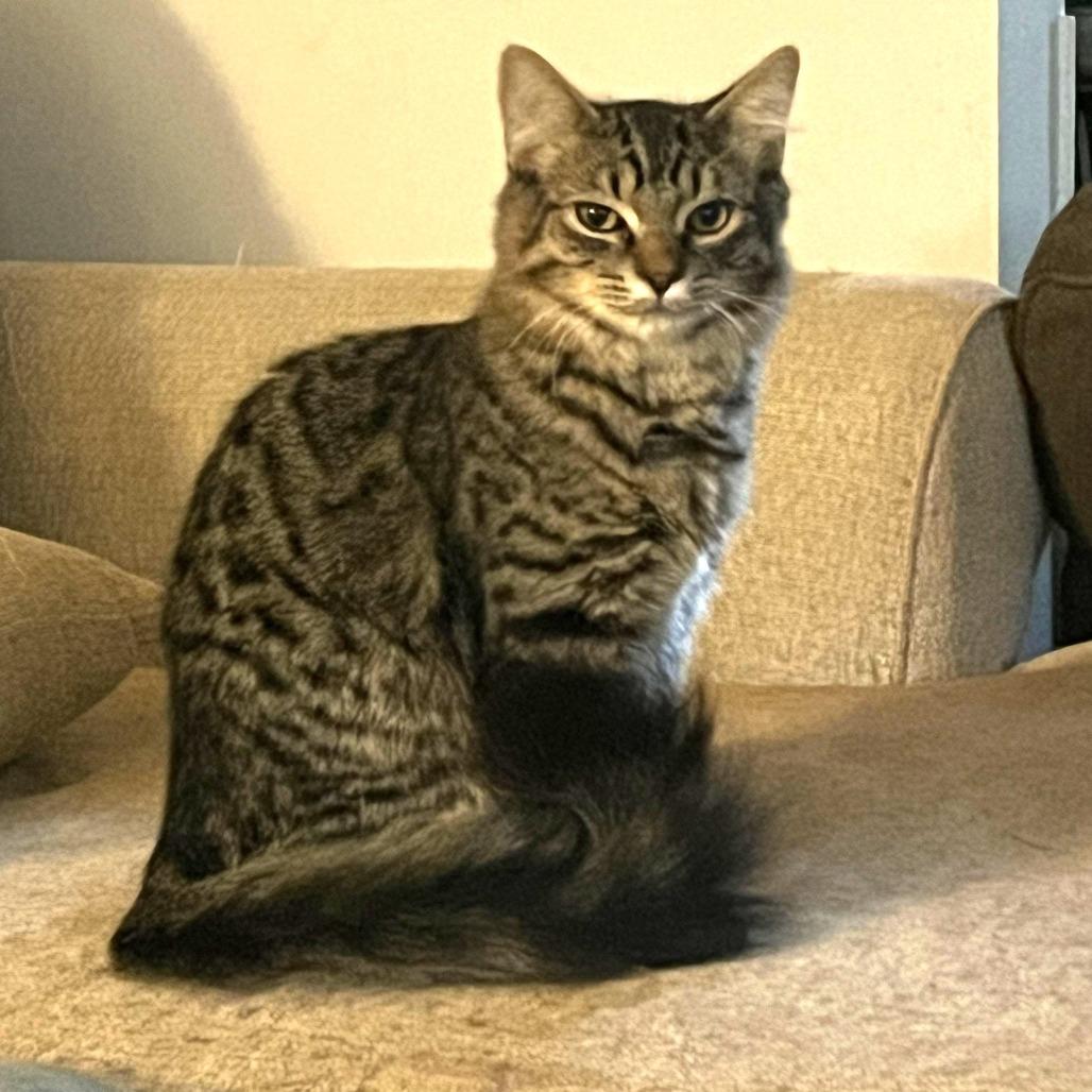 Asher, a Adoptable Domestic Short Hair in Atlanta, GA image 6/6