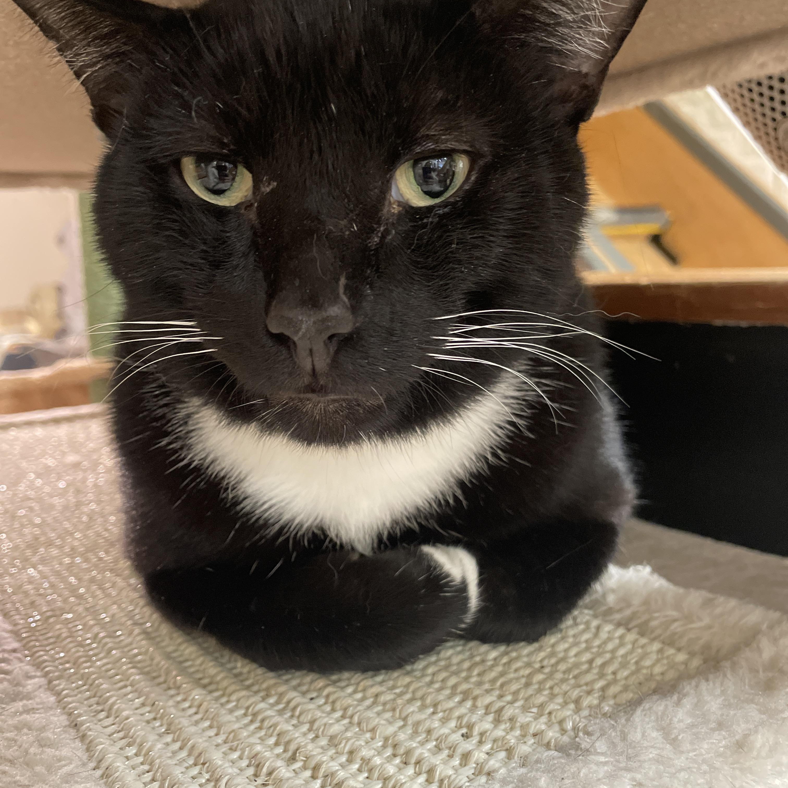 Trini, a ADOPTABLE Domestic Short Hair in South Ozone Park, NY image 3/6