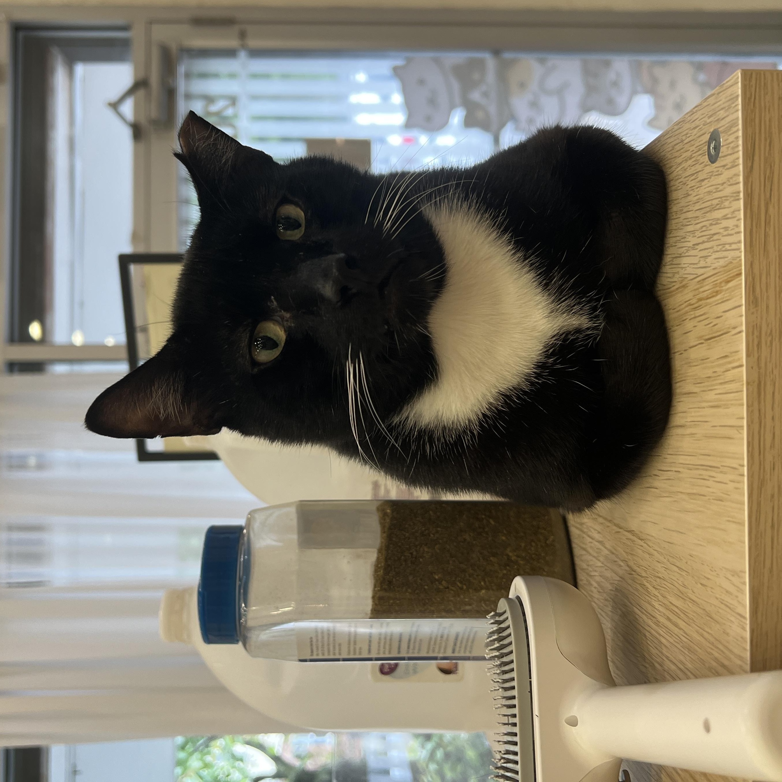 Trini, a ADOPTABLE Domestic Short Hair in South Ozone Park, NY image 2/6