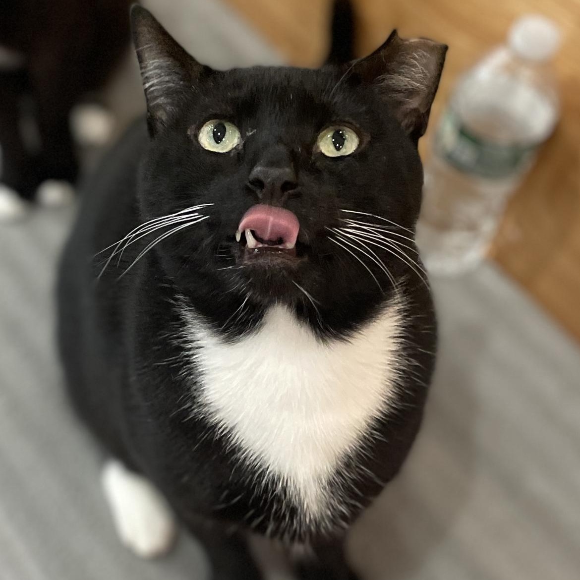 Trini, ADOPTABLE, Adult Male Domestic Short Hair.