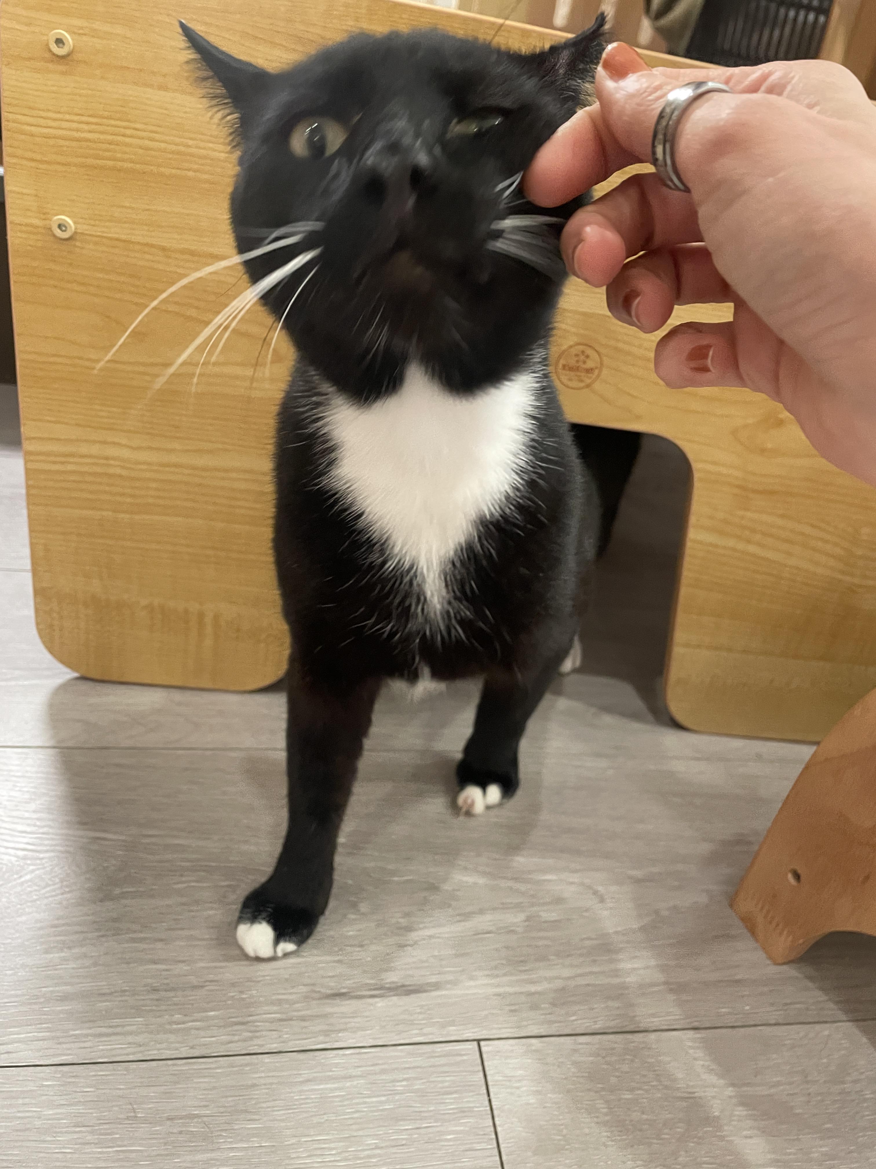 Trini, a ADOPTABLE Domestic Short Hair in South Ozone Park, NY image 6/6