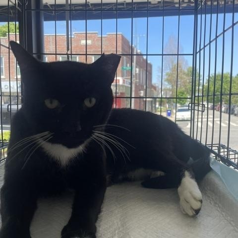 Trini, a ADOPTABLE Domestic Short Hair in South Ozone Park, NY image 4/6