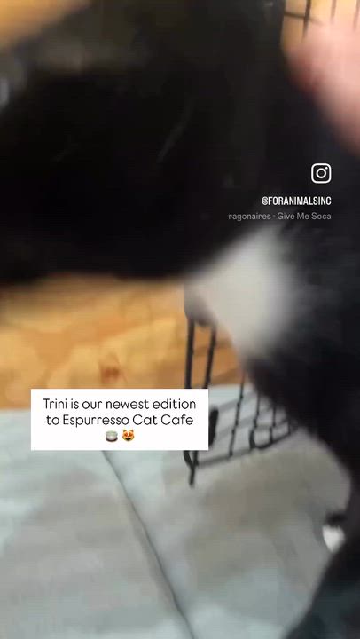 Enlarge Trini, a ADOPTABLE Domestic Short Hair in South Ozone Park, NY video 5/6