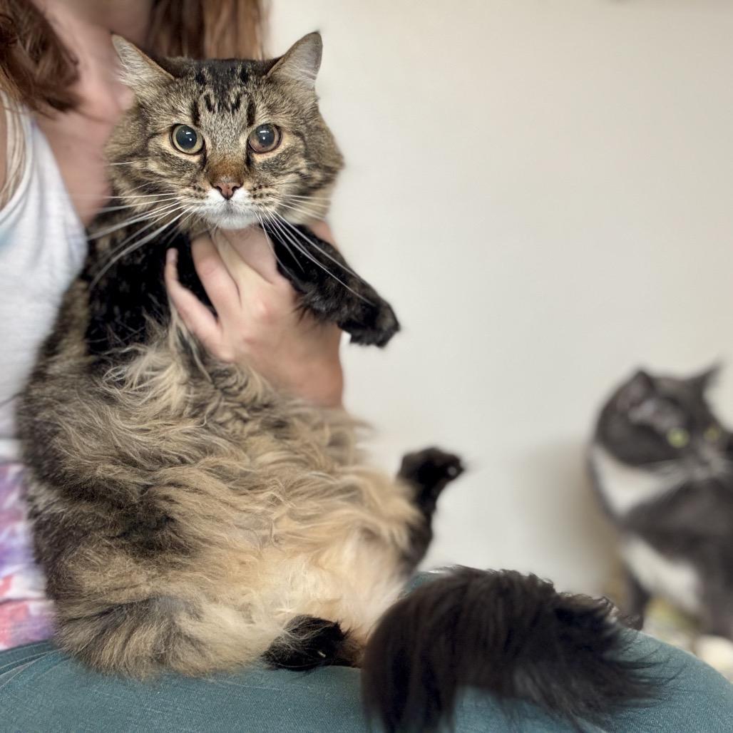 Wiley, Adoptable, Senior Male Domestic Long Hair.