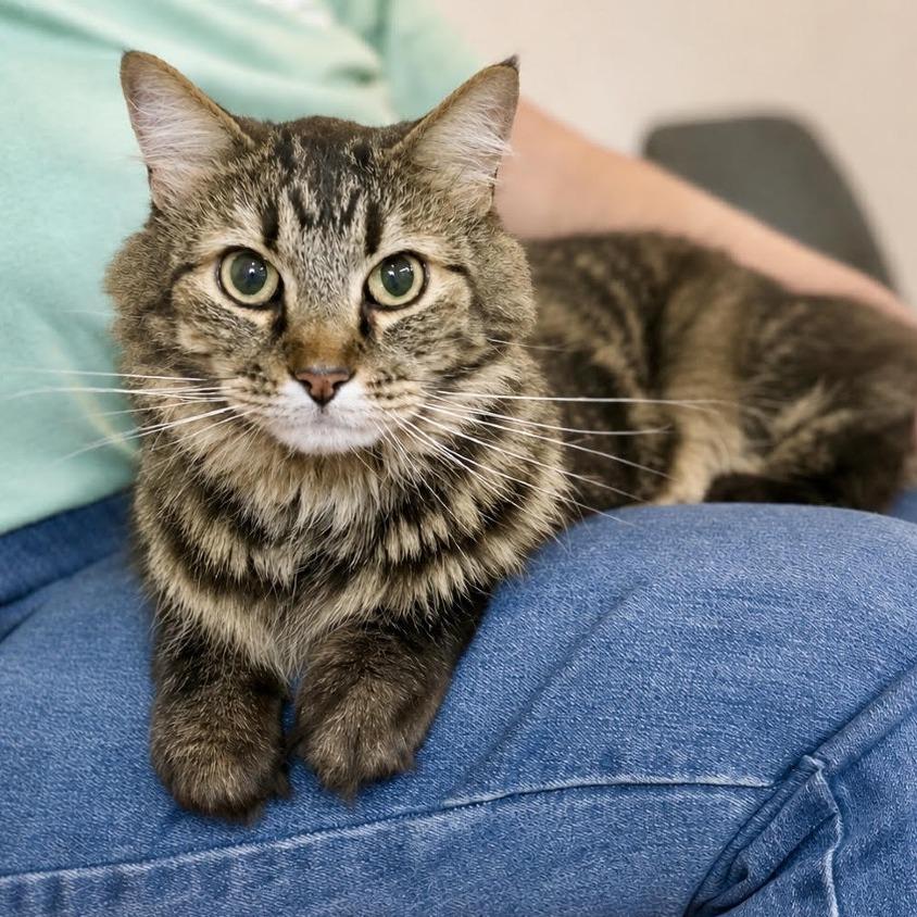 Enlarge Wiley, a Adoptable Domestic Long Hair in Glenwood Springs, CO image 2/6