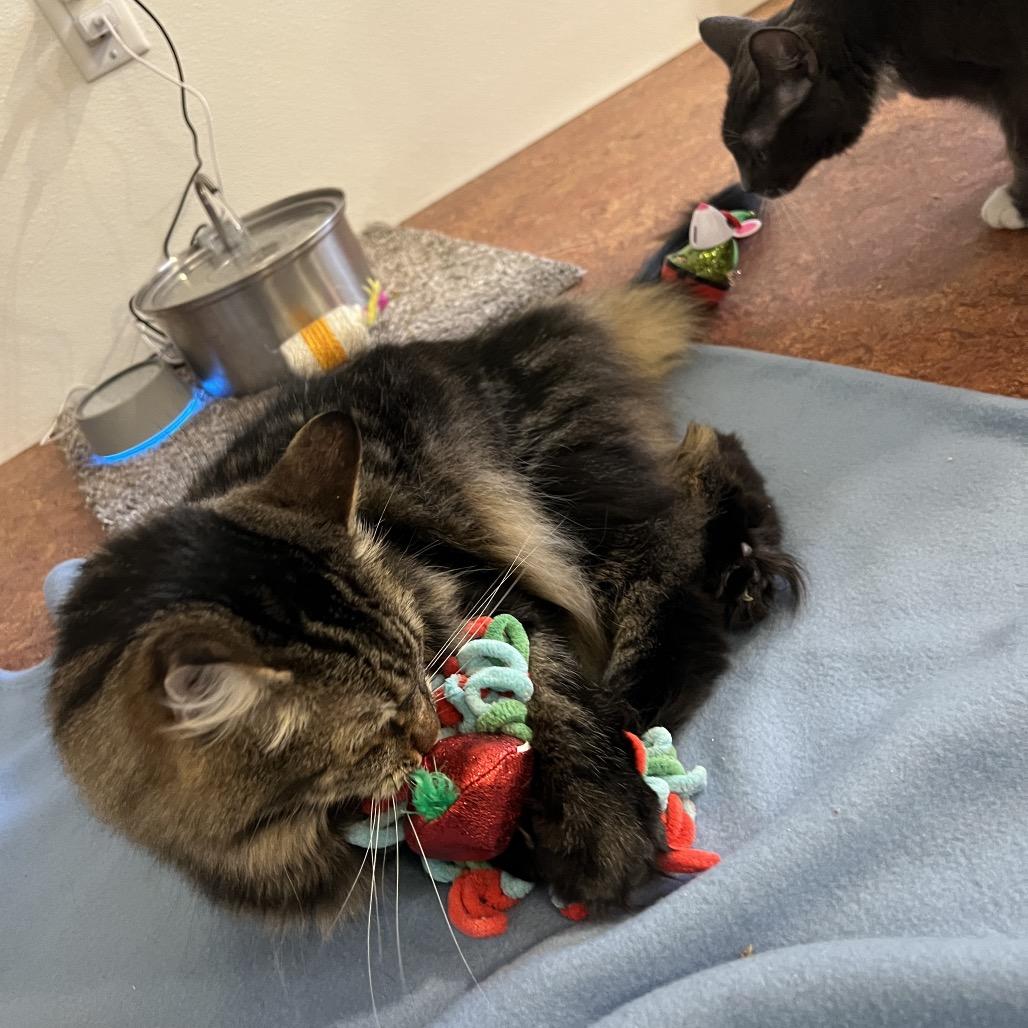 Enlarge Wiley, a Adoptable Domestic Long Hair in Glenwood Springs, CO image 3/6