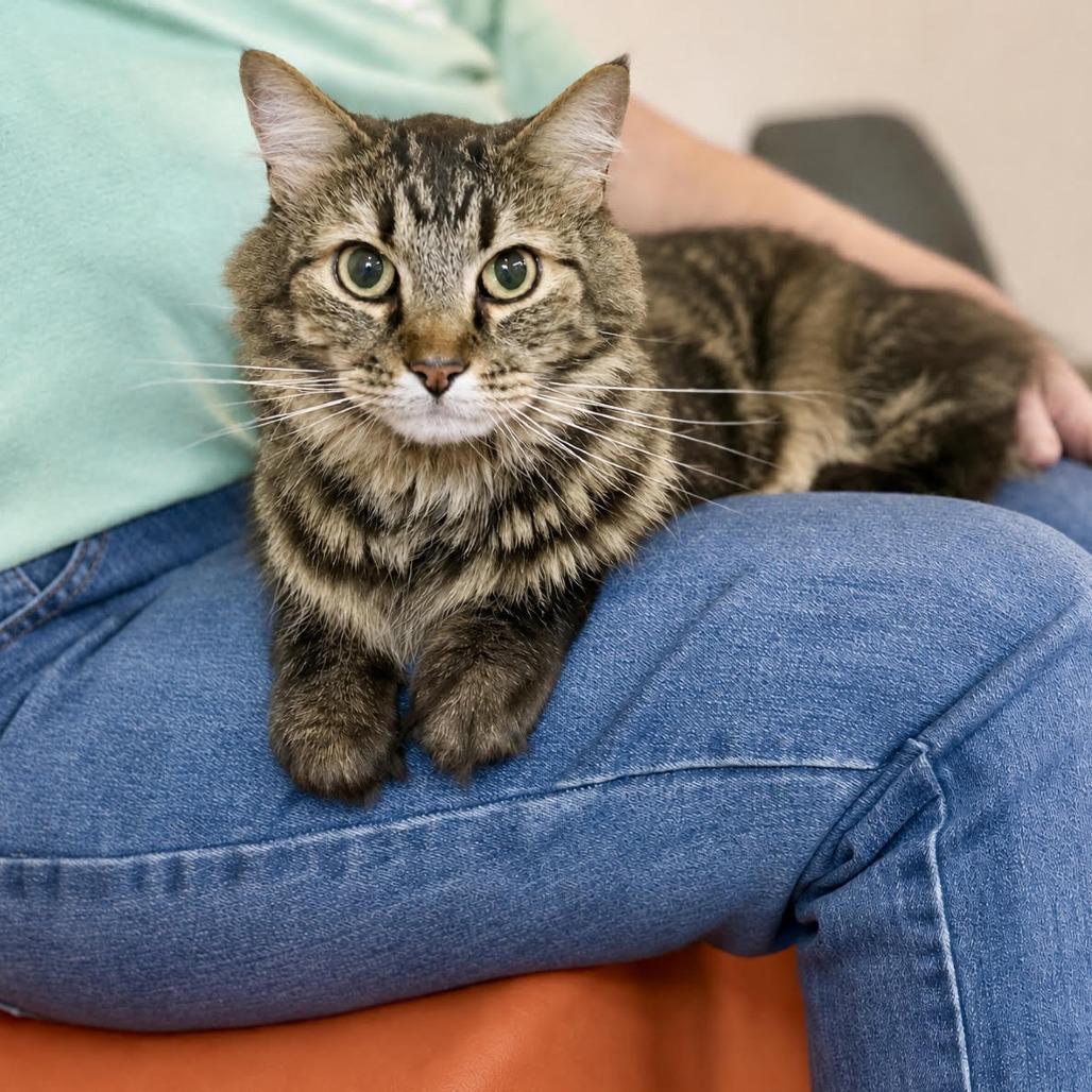 Wiley, a Adoptable Domestic Long Hair in Glenwood Springs, CO image 2/5