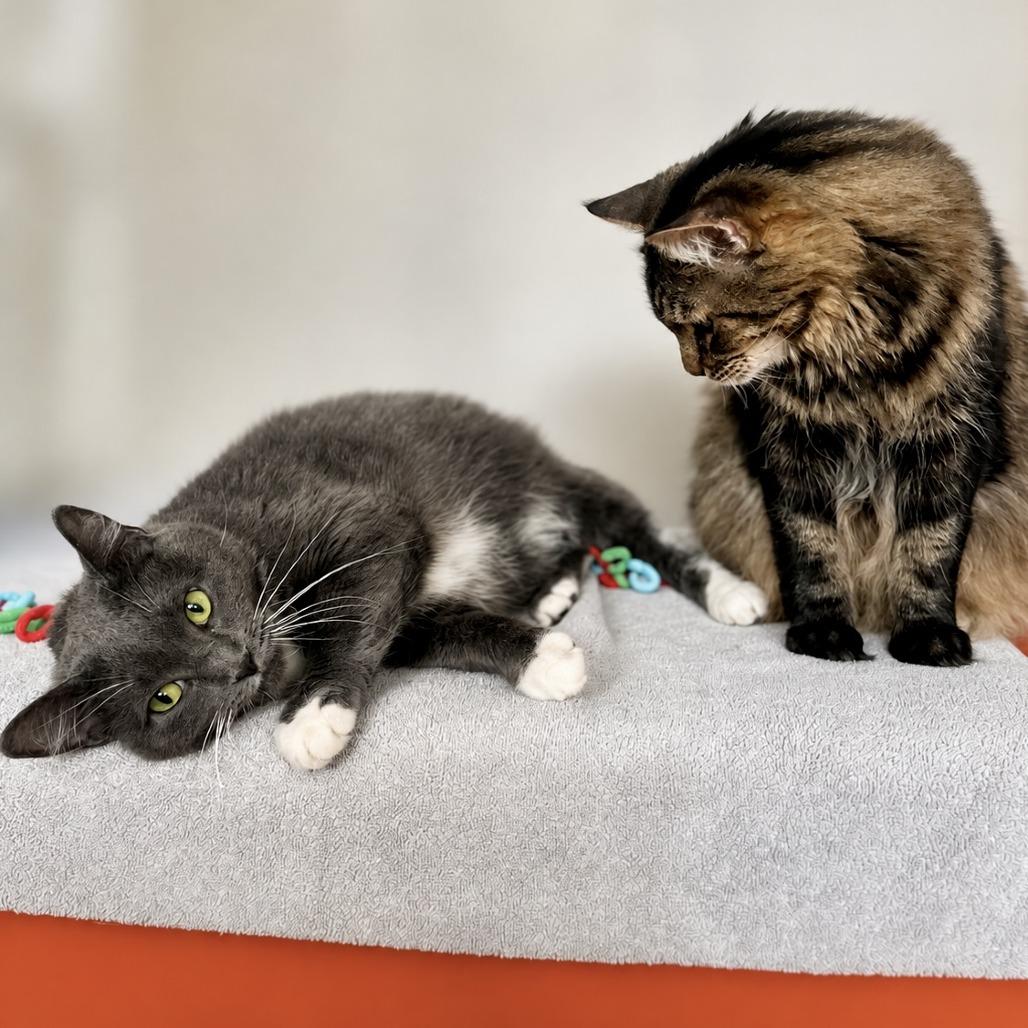 Wiley, a Adoptable Domestic Long Hair in Glenwood Springs, CO image 3/5