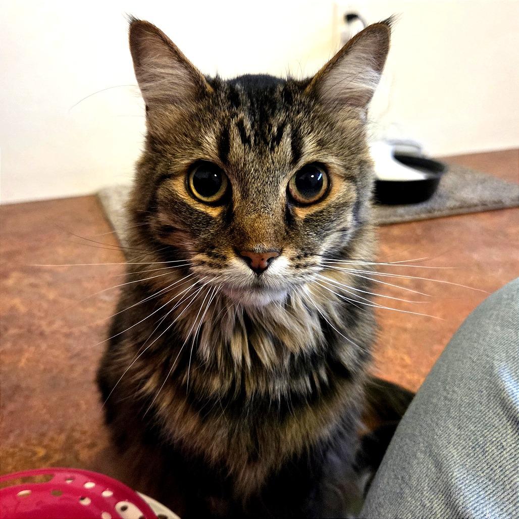 Wiley, a Adoptable Domestic Long Hair in Glenwood Springs, CO image 4/5