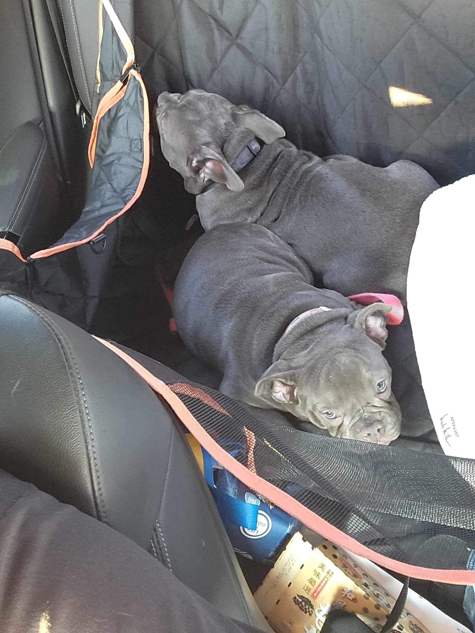 Enlarge Dom, a Adopted Pit Bull Terrier in Lincoln Park, NJ image 1/6