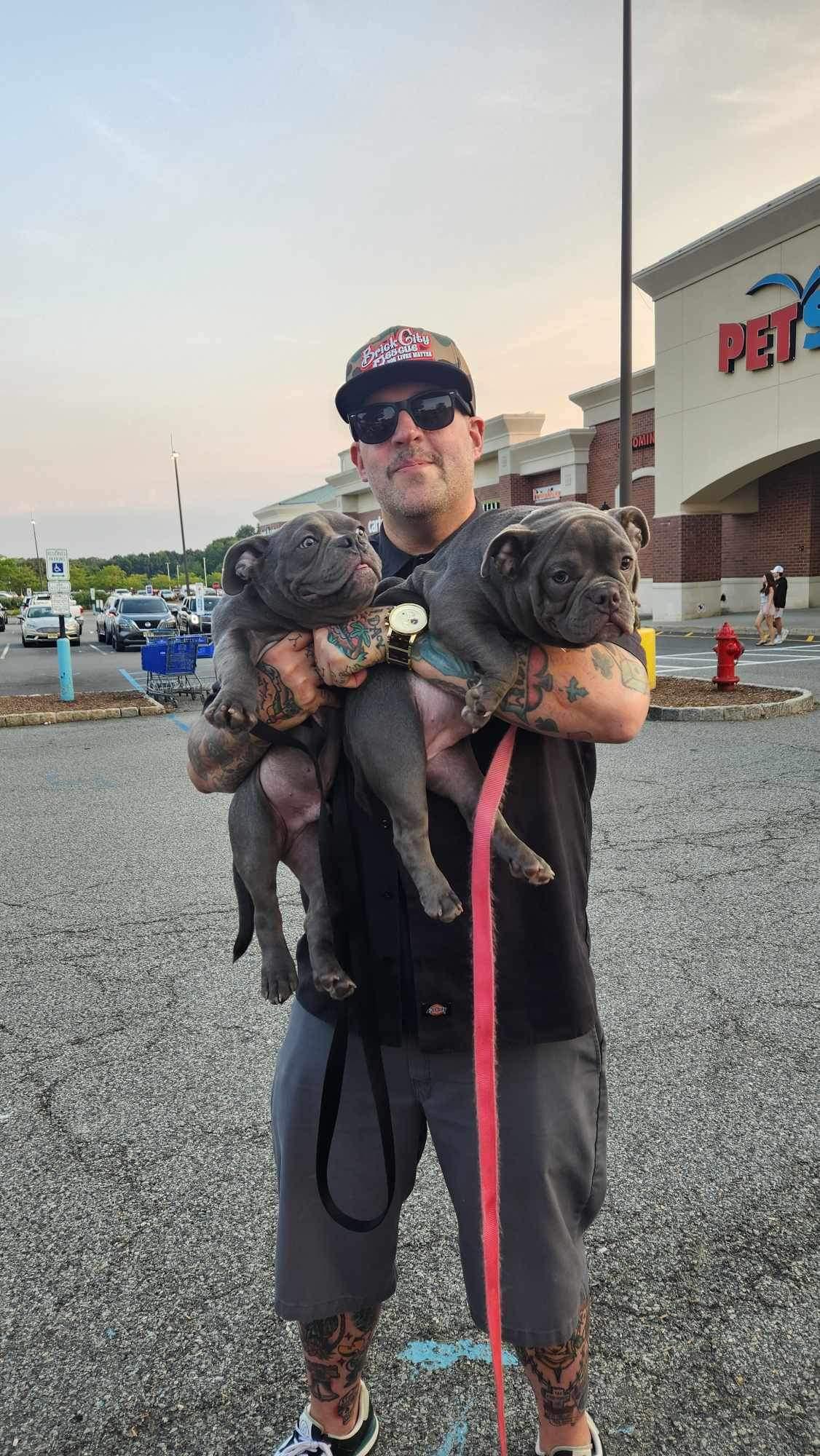 Enlarge Dom, a Adopted Pit Bull Terrier in Lincoln Park, NJ image 2/6