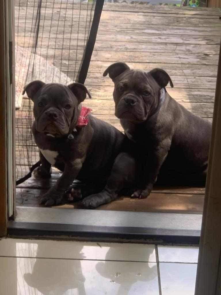 Enlarge Dom, a Adopted Pit Bull Terrier in Lincoln Park, NJ image 3/6