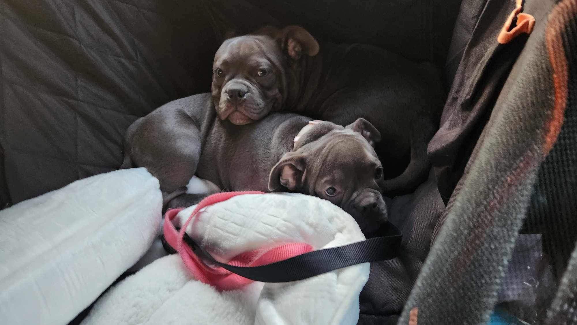 Enlarge Dom, a Adopted Pit Bull Terrier in Lincoln Park, NJ image 4/6