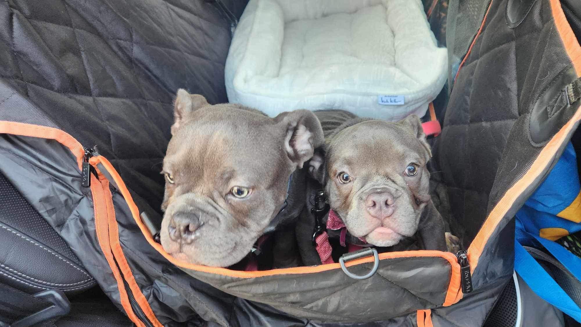 Enlarge Dom, a Adopted Pit Bull Terrier in Lincoln Park, NJ image 5/6