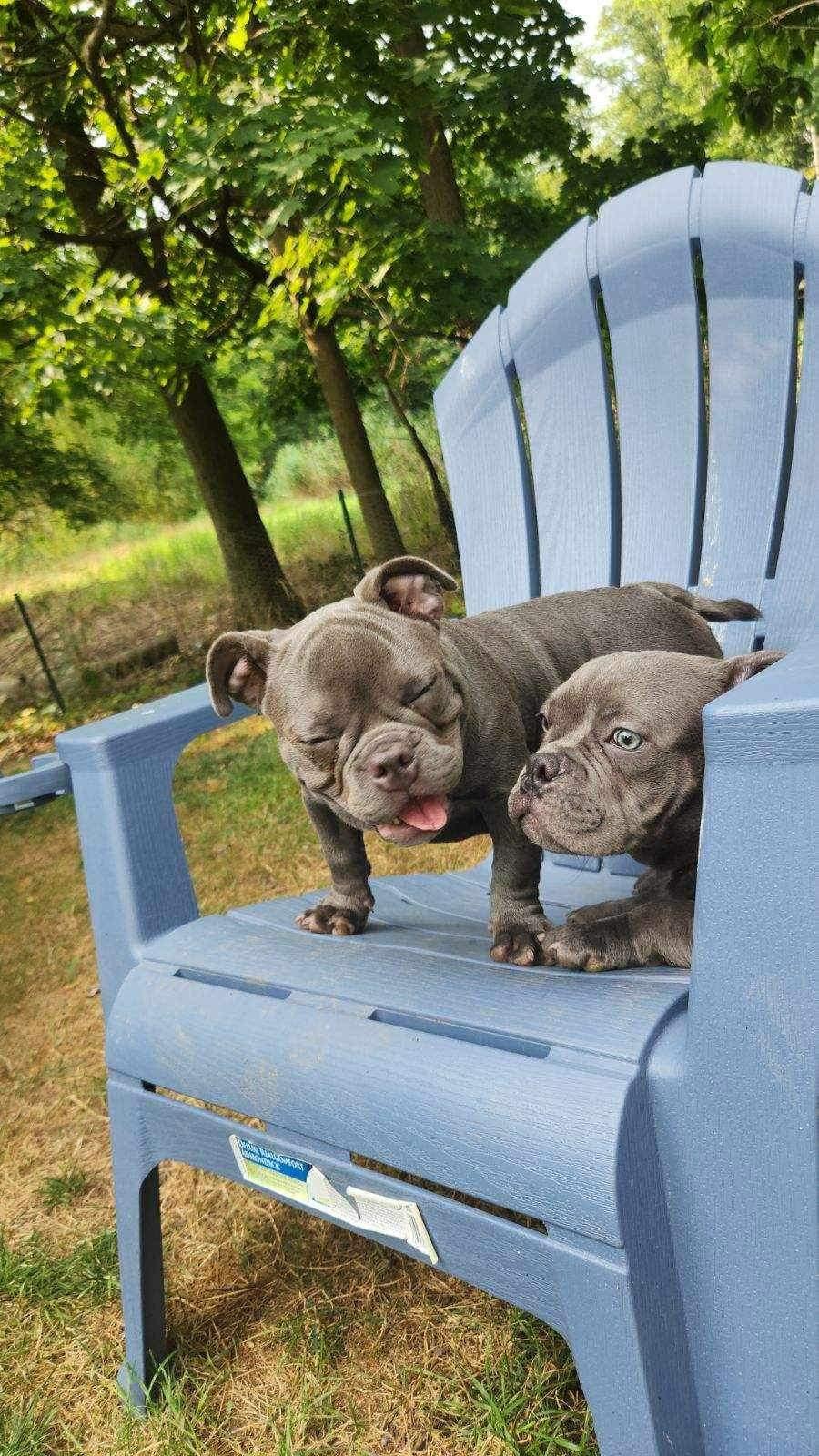 Enlarge Dom, a Adopted Pit Bull Terrier in Lincoln Park, NJ image 6/6