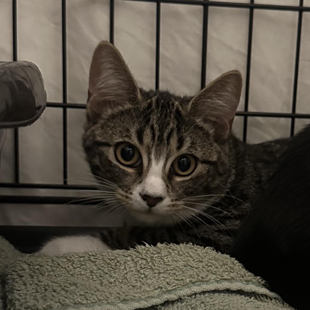 Jen (and Jill), a Adoptable Domestic Short Hair in Mount Laurel, NJ image 2/6