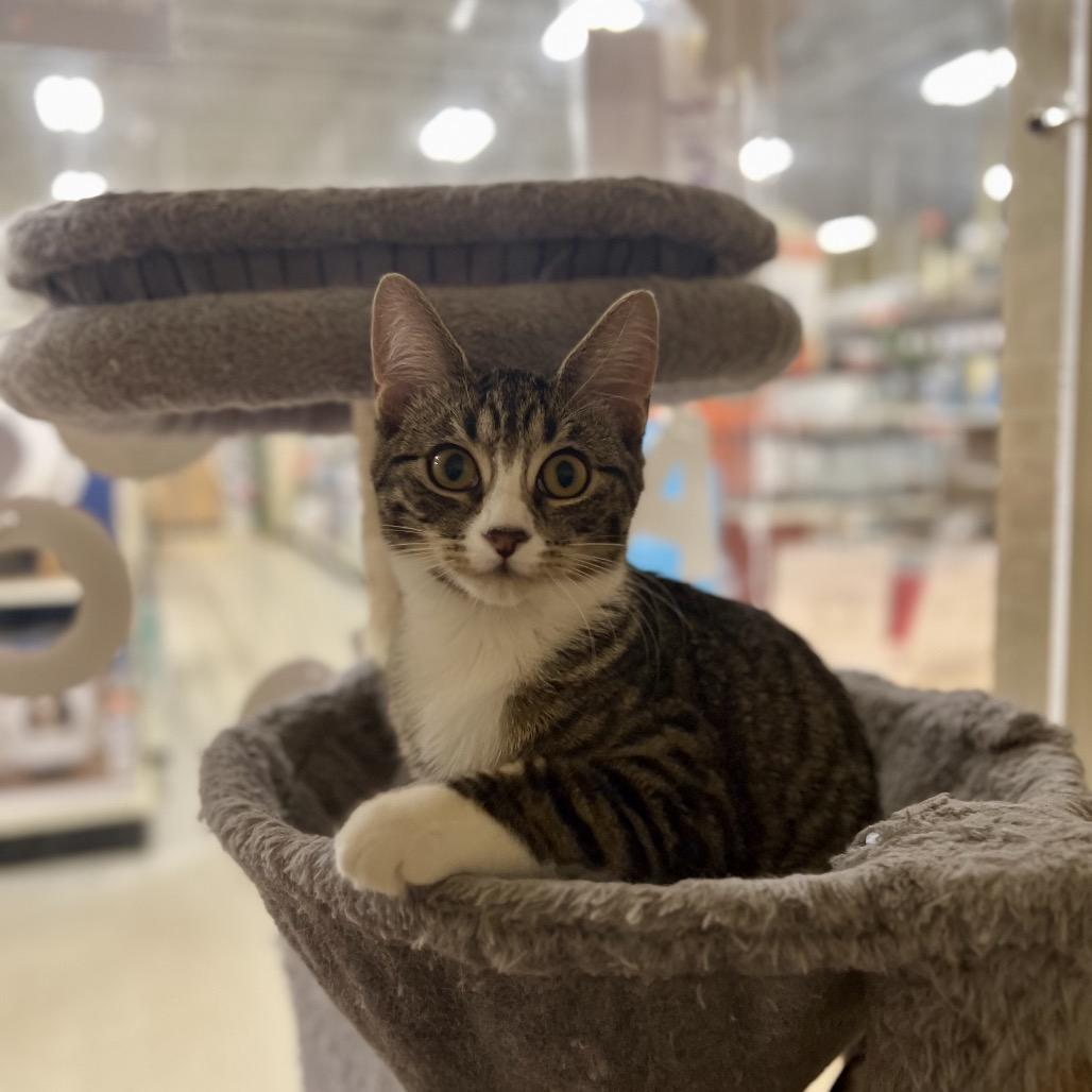 Jen (and Jill), a Adoptable Domestic Short Hair in Mount Laurel, NJ image 3/6