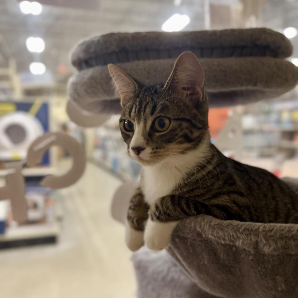 Jen (and Jill), a Adoptable Domestic Short Hair in Mount Laurel, NJ image 4/6