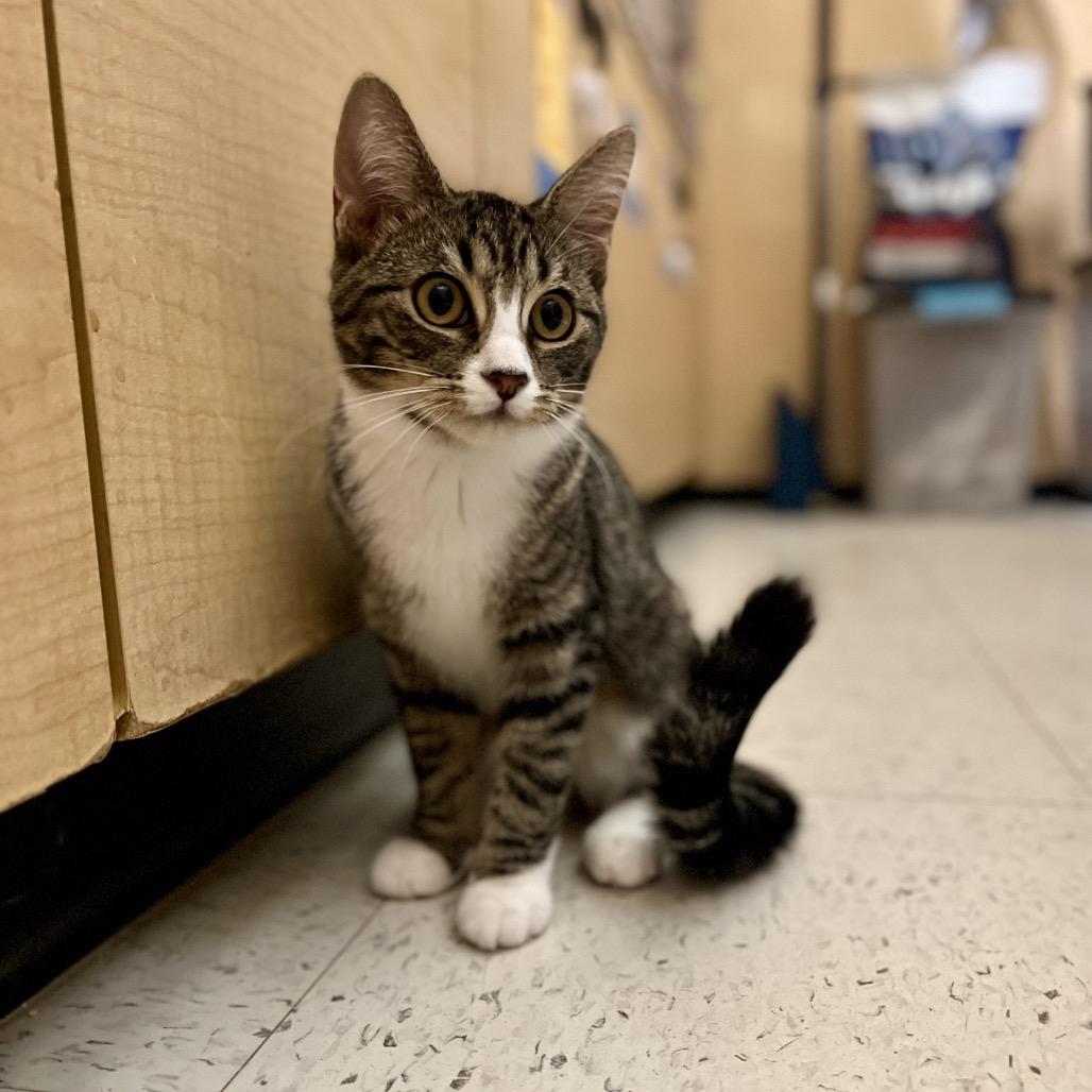 Jen (and Jill), a Adoptable Domestic Short Hair in Mount Laurel, NJ image 5/6