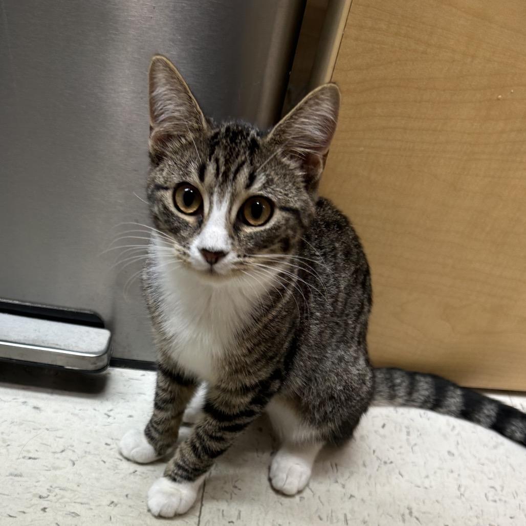 Jen (and Jill), a Adoptable Domestic Short Hair in Mount Laurel, NJ image 6/6