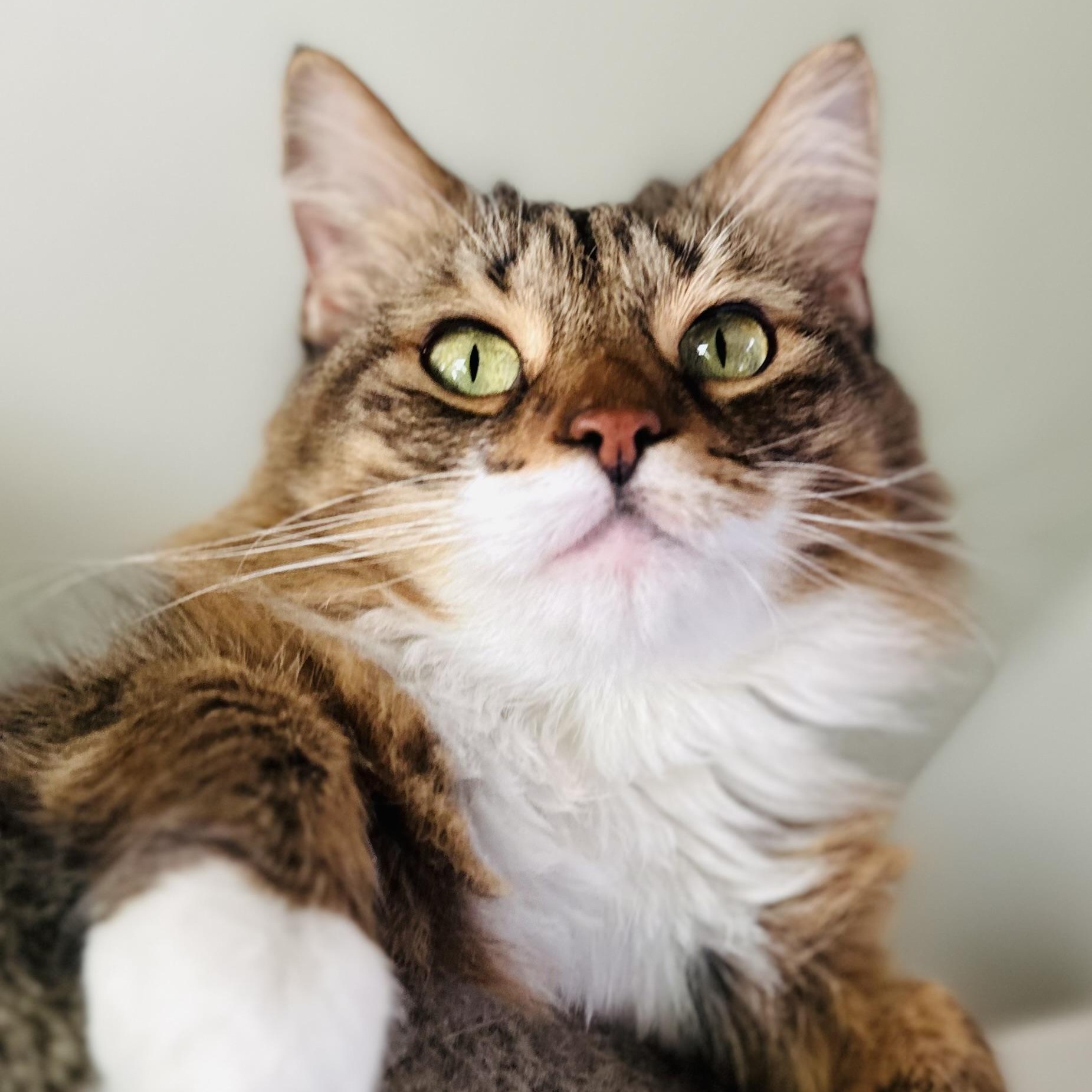 Enlarge Lola, a Adopted Maine Coon in Sacramento, CA image 1/6