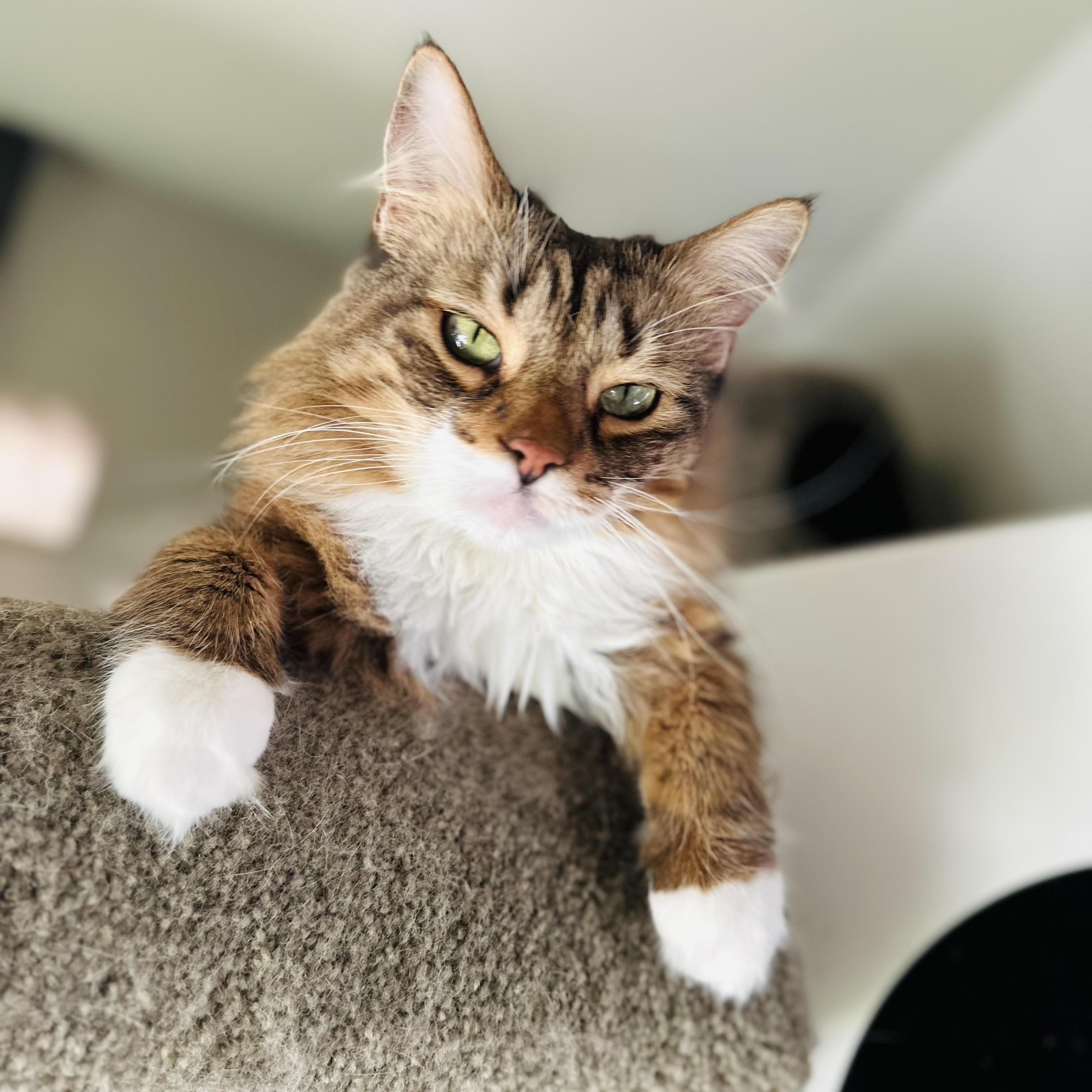 Enlarge Lola, a Adopted Maine Coon in Sacramento, CA image 2/6
