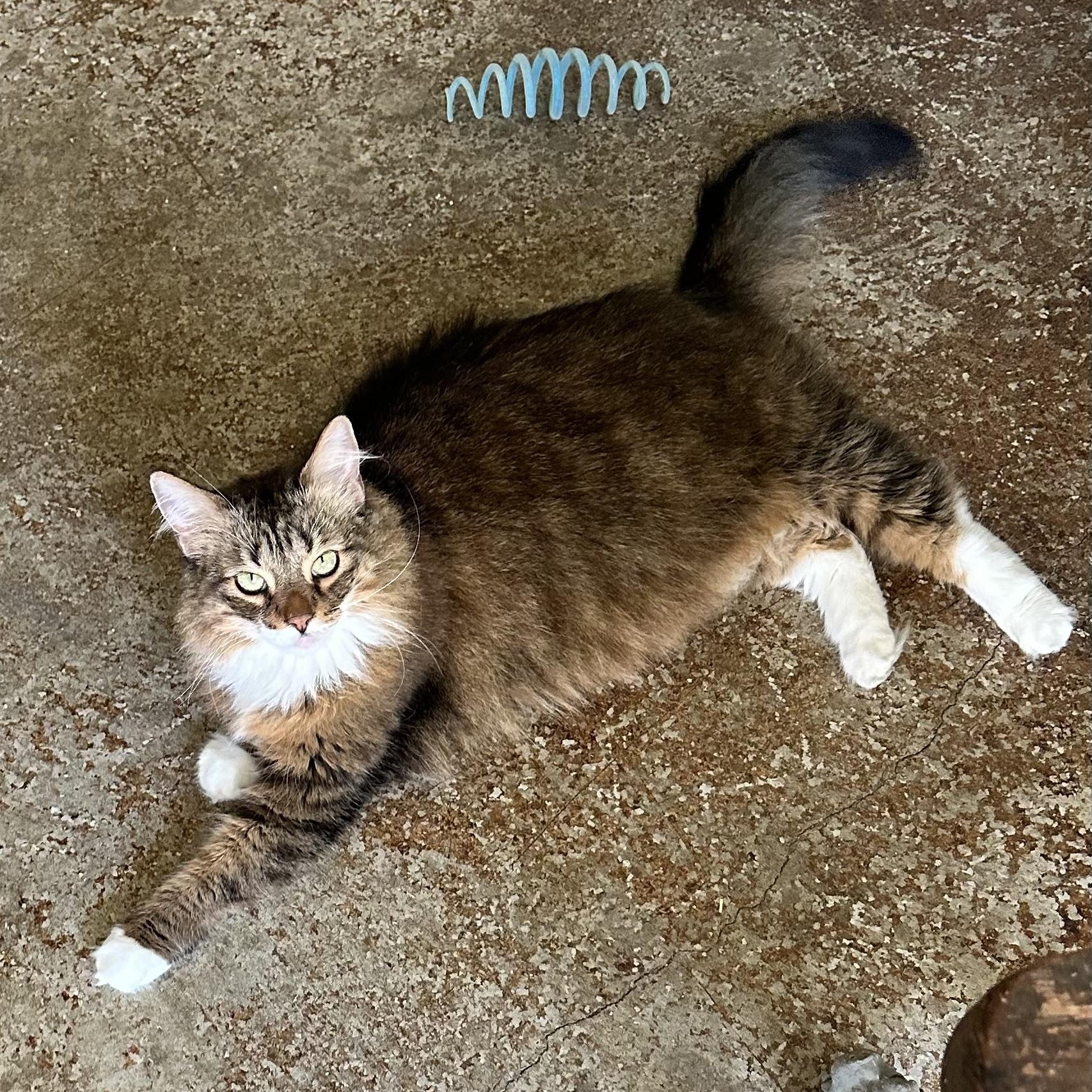 Enlarge Lola, a Adopted Maine Coon in Sacramento, CA image 3/6