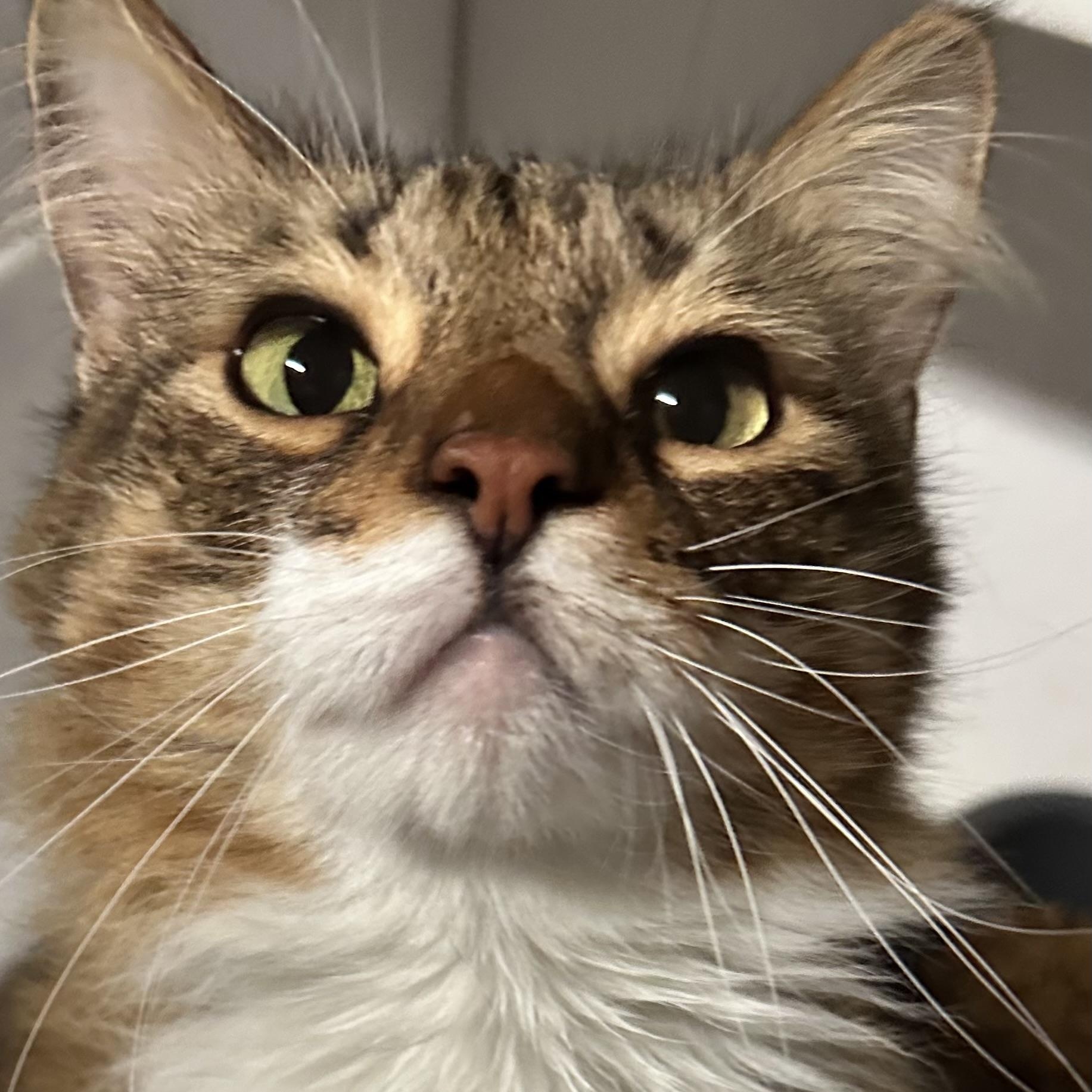 Enlarge Lola, a Adopted Maine Coon in Sacramento, CA image 6/6