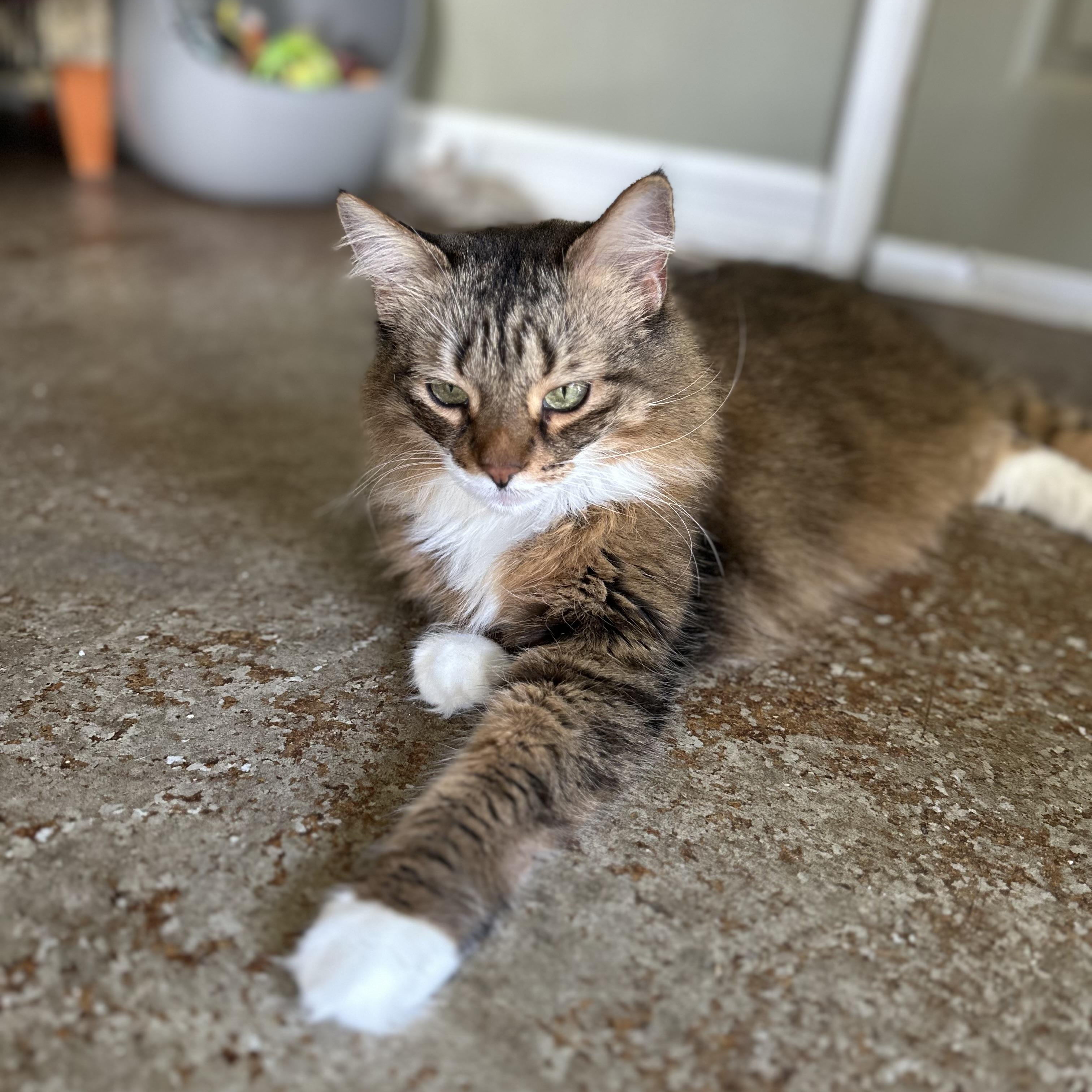 Enlarge Lola, a Adopted Maine Coon in Sacramento, CA image 4/6