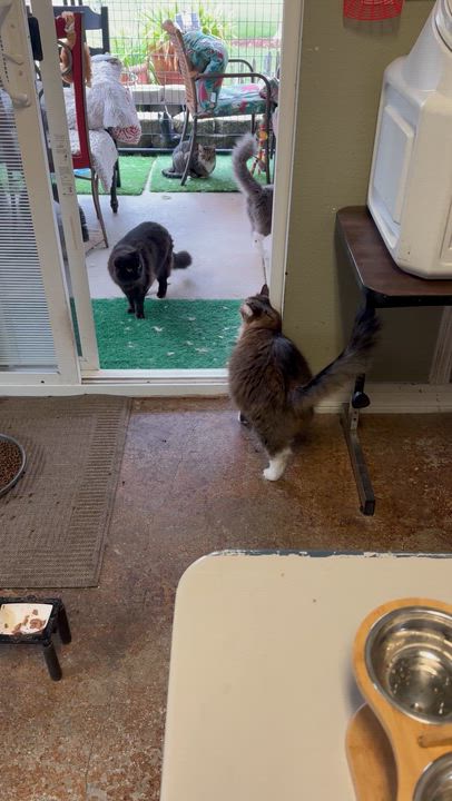 Enlarge Lola, a Adopted Maine Coon in Sacramento, CA video 5/6